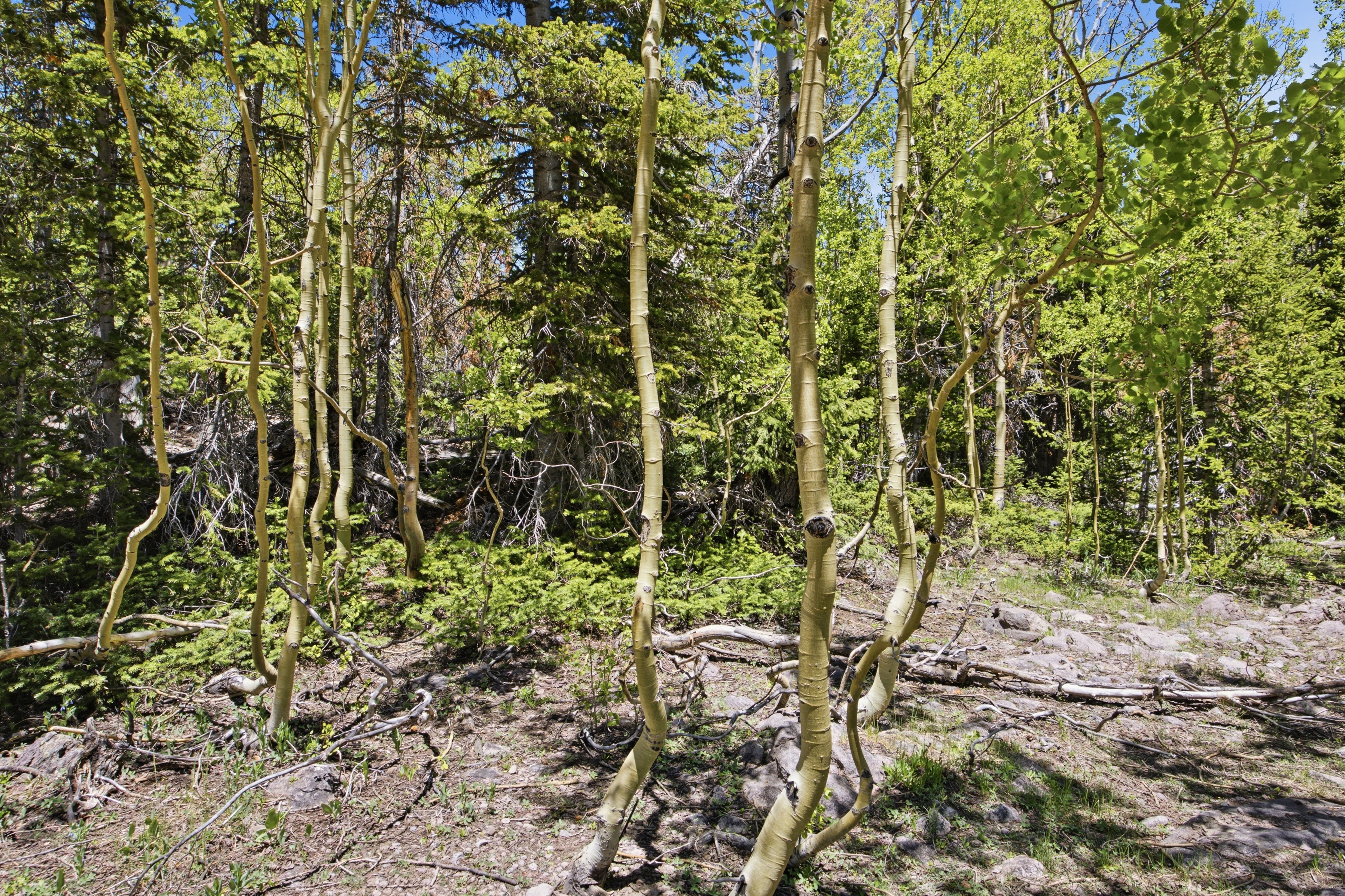 Forested land featuring mature aspen trees with light-colored bark