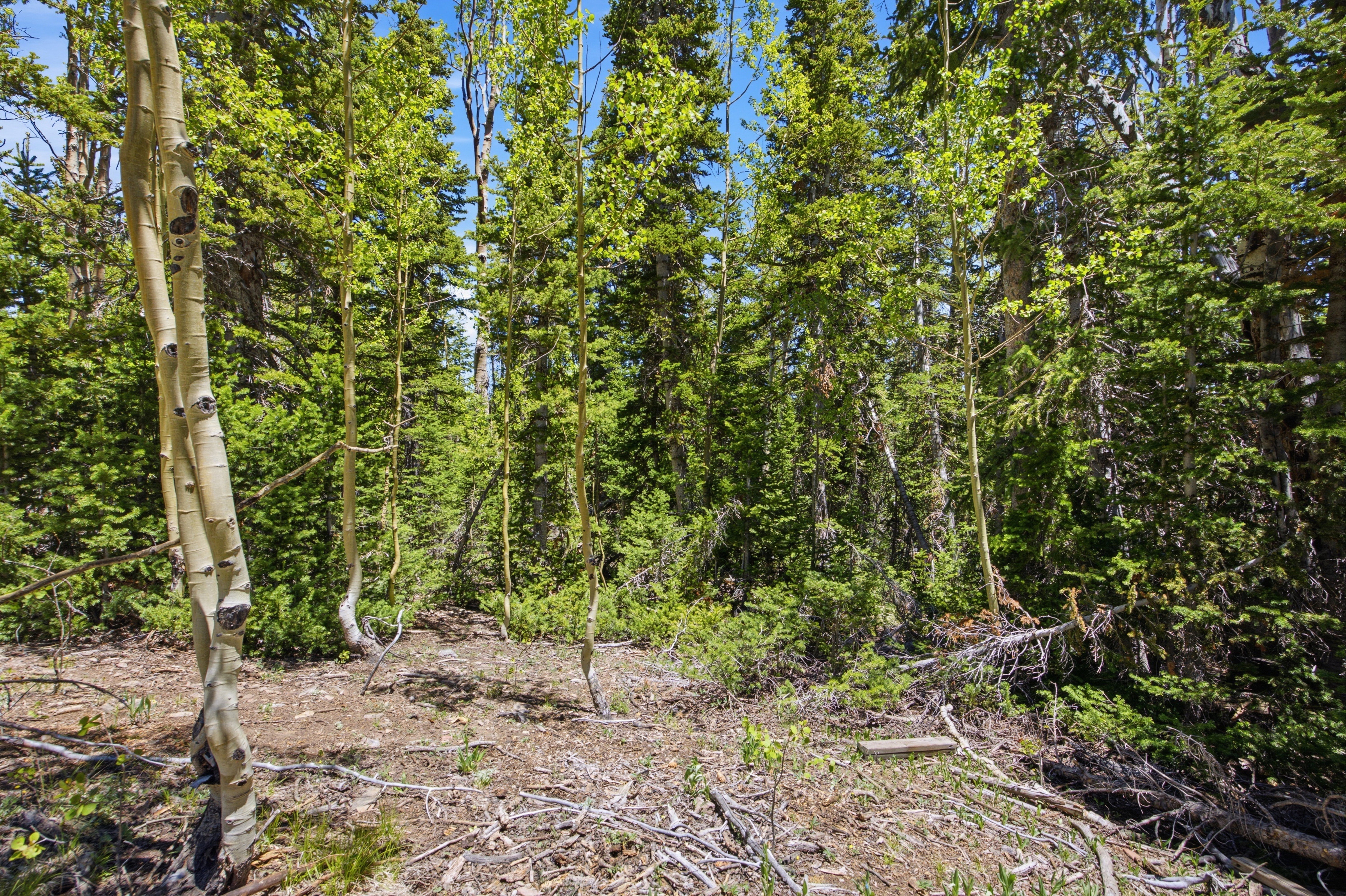 Wooded acreage featuring a mix of mature evergreen and deciduous trees