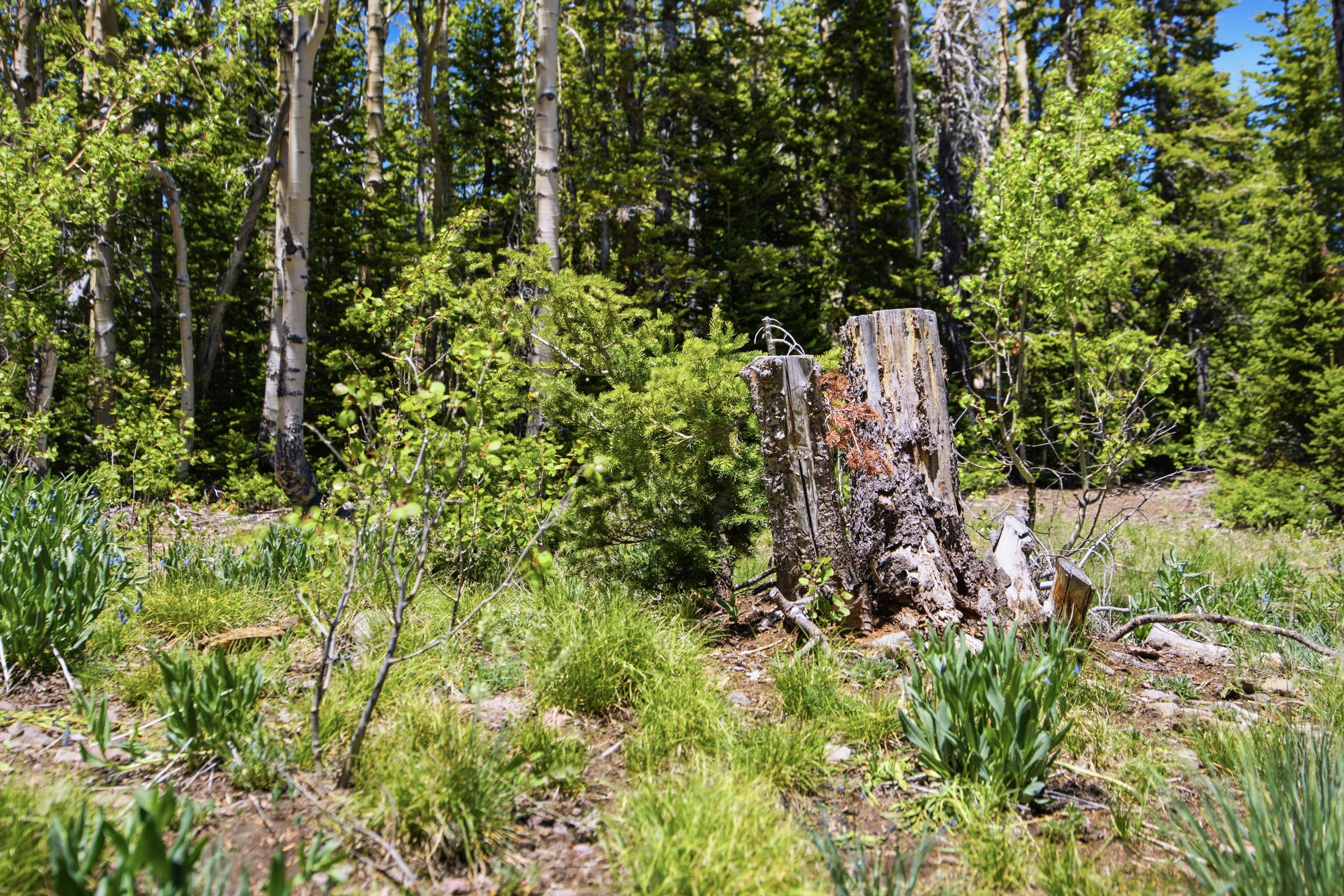 Wooded property featuring mature trees, diverse ground cover, and a prominent tree stump