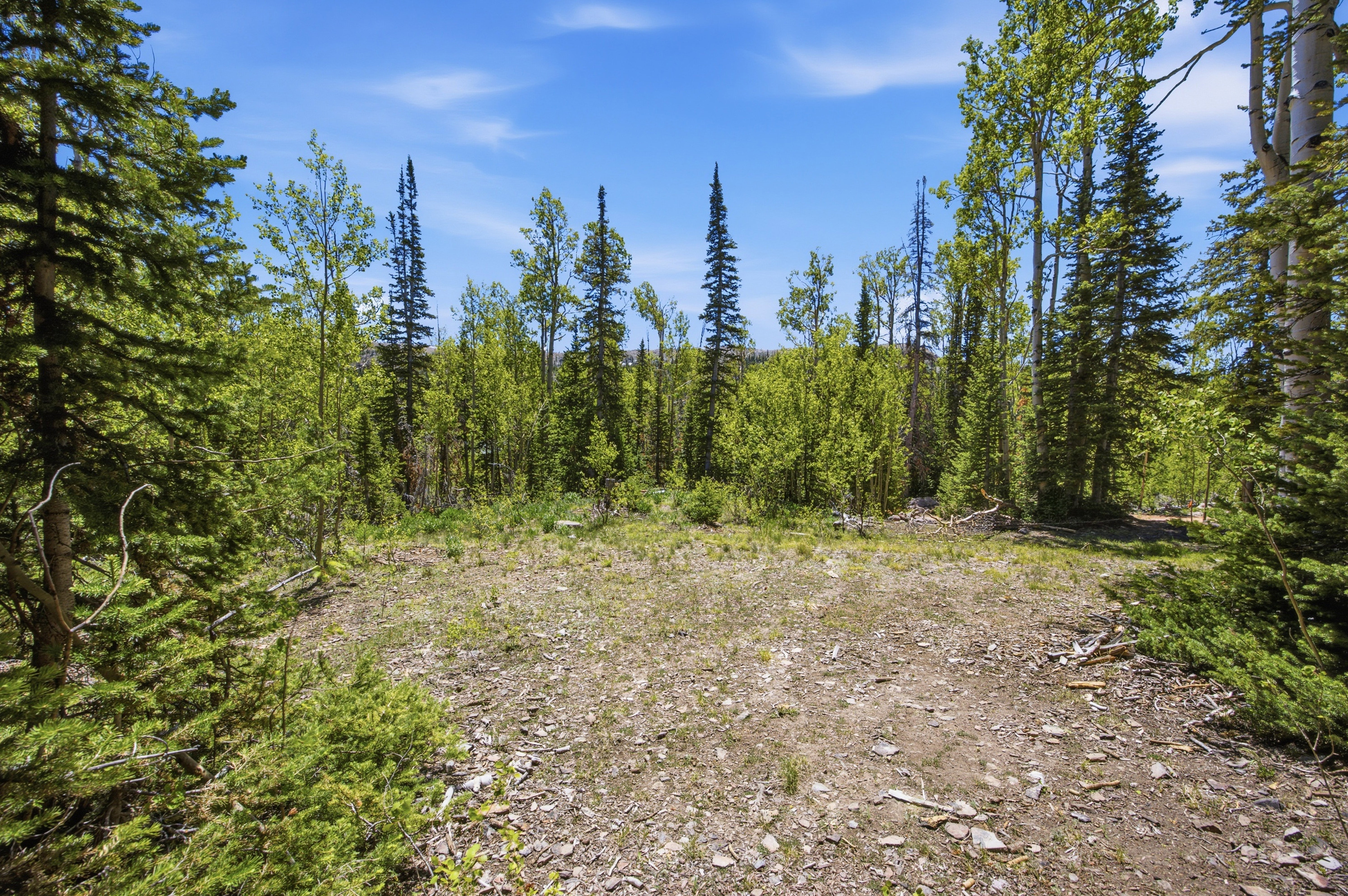 Cleared land parcel surrounded by mature trees