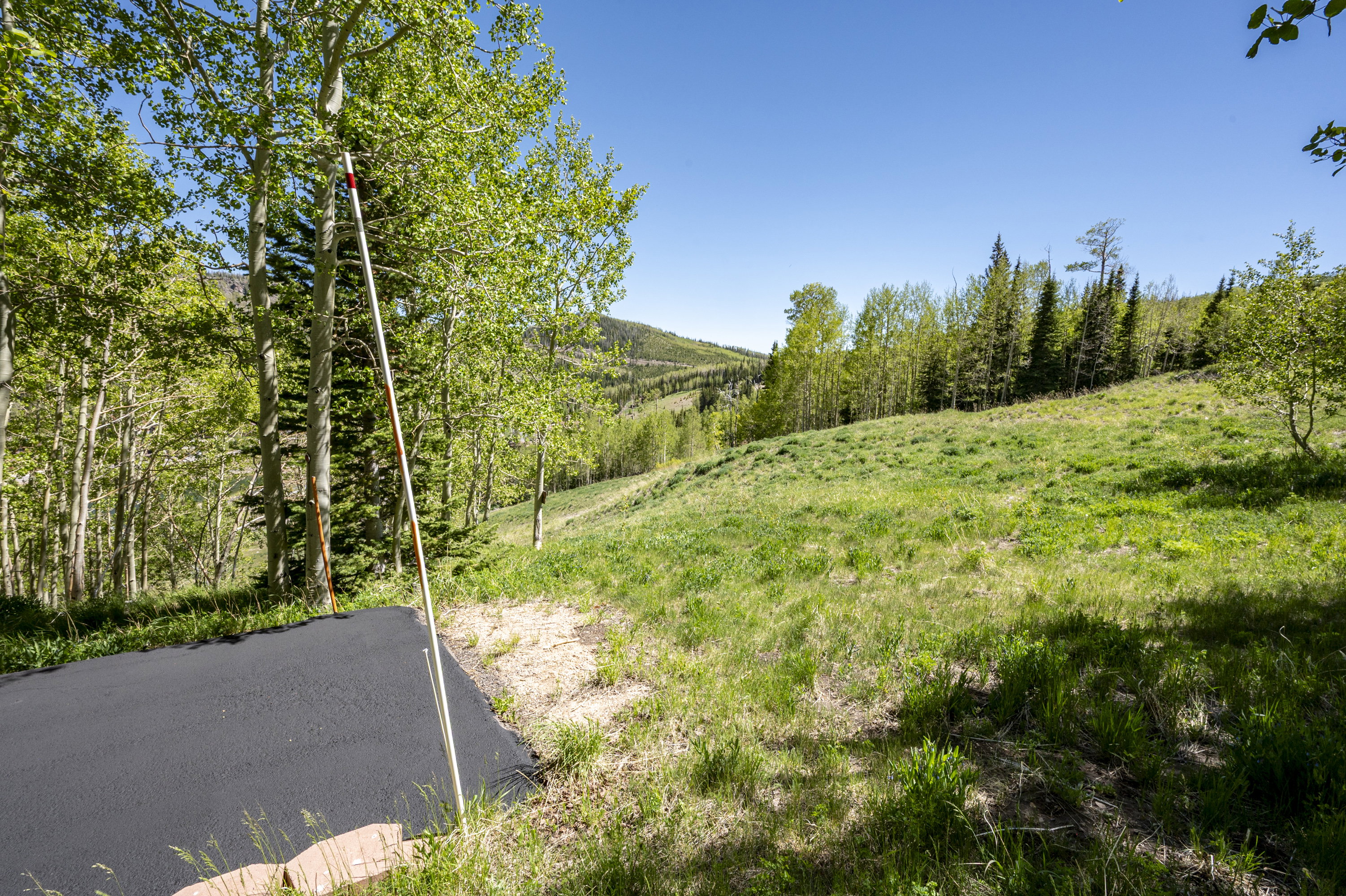 Expansive sloped grounds with mature deciduous and evergreen trees under a clear sky
