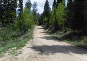 Gravel road bordered by dense evergreen and deciduous trees, with varied ground cover and natural light