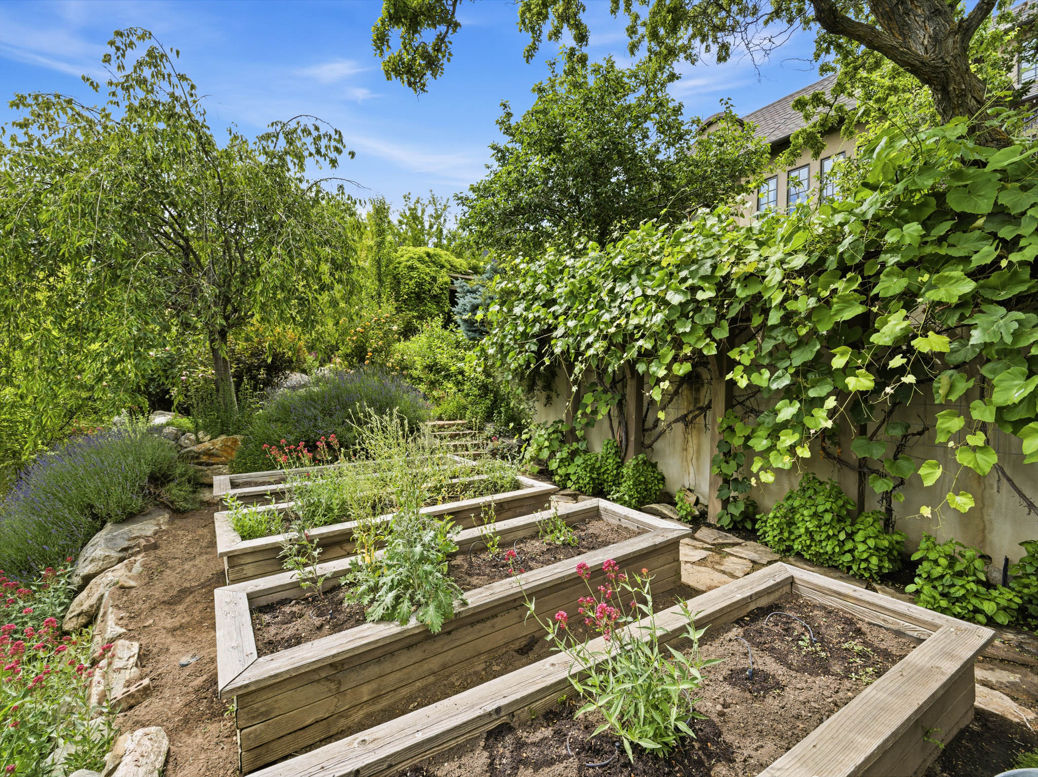 Terraced garden featuring multiple raised wood planters, stone pathway, vine-covered wall, and mature trees
