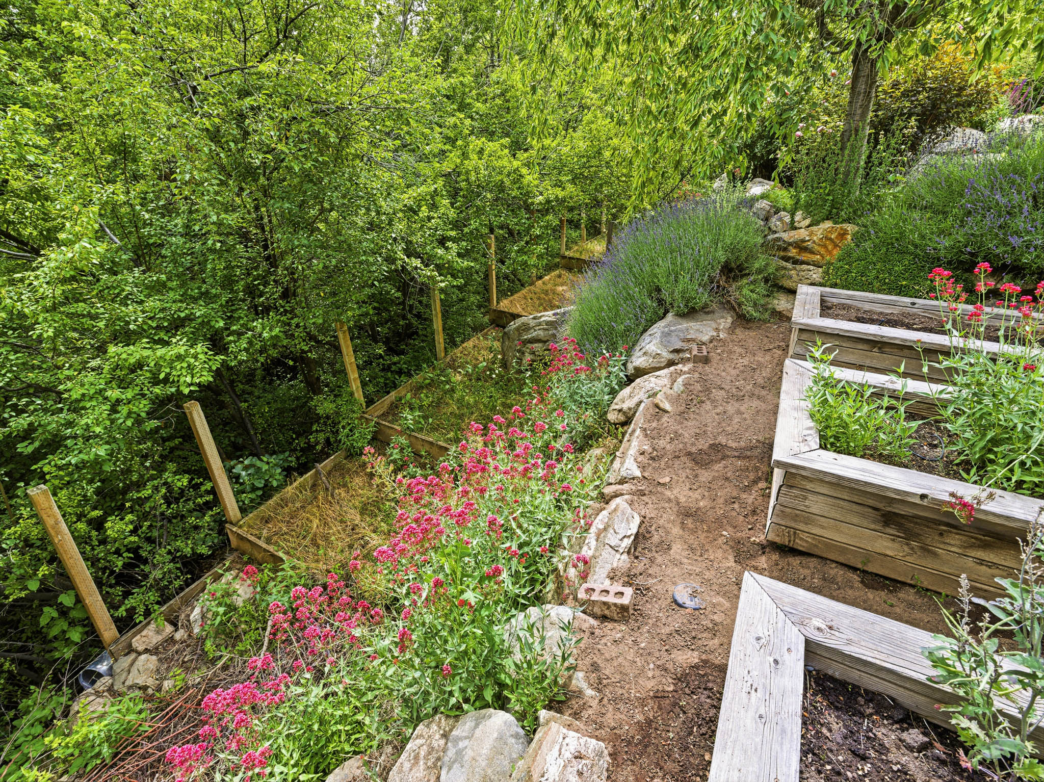 Terraced garden area featuring multiple wood-framed raised garden beds, established flowering plants, and natural rock accents