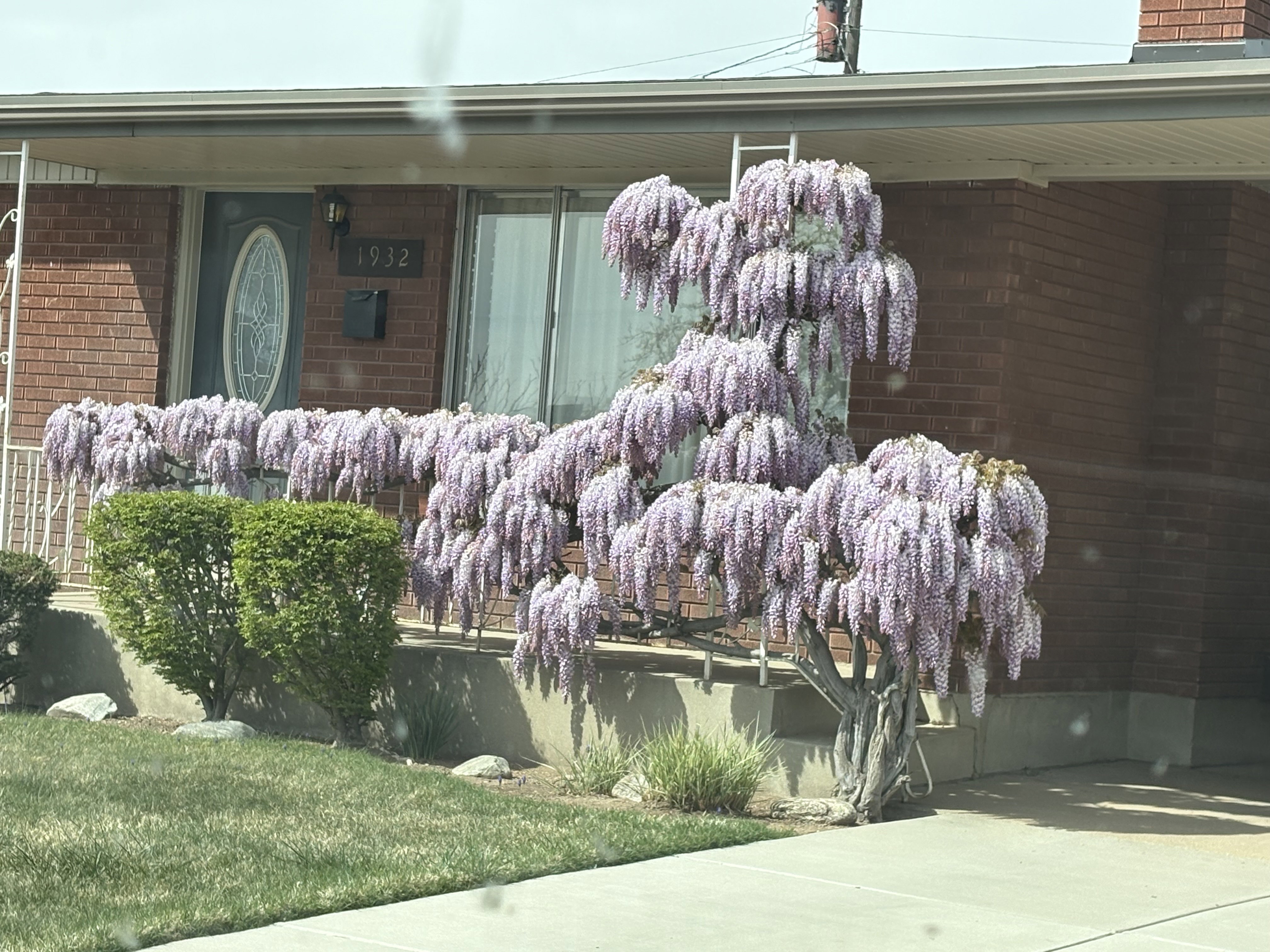 Front flowers