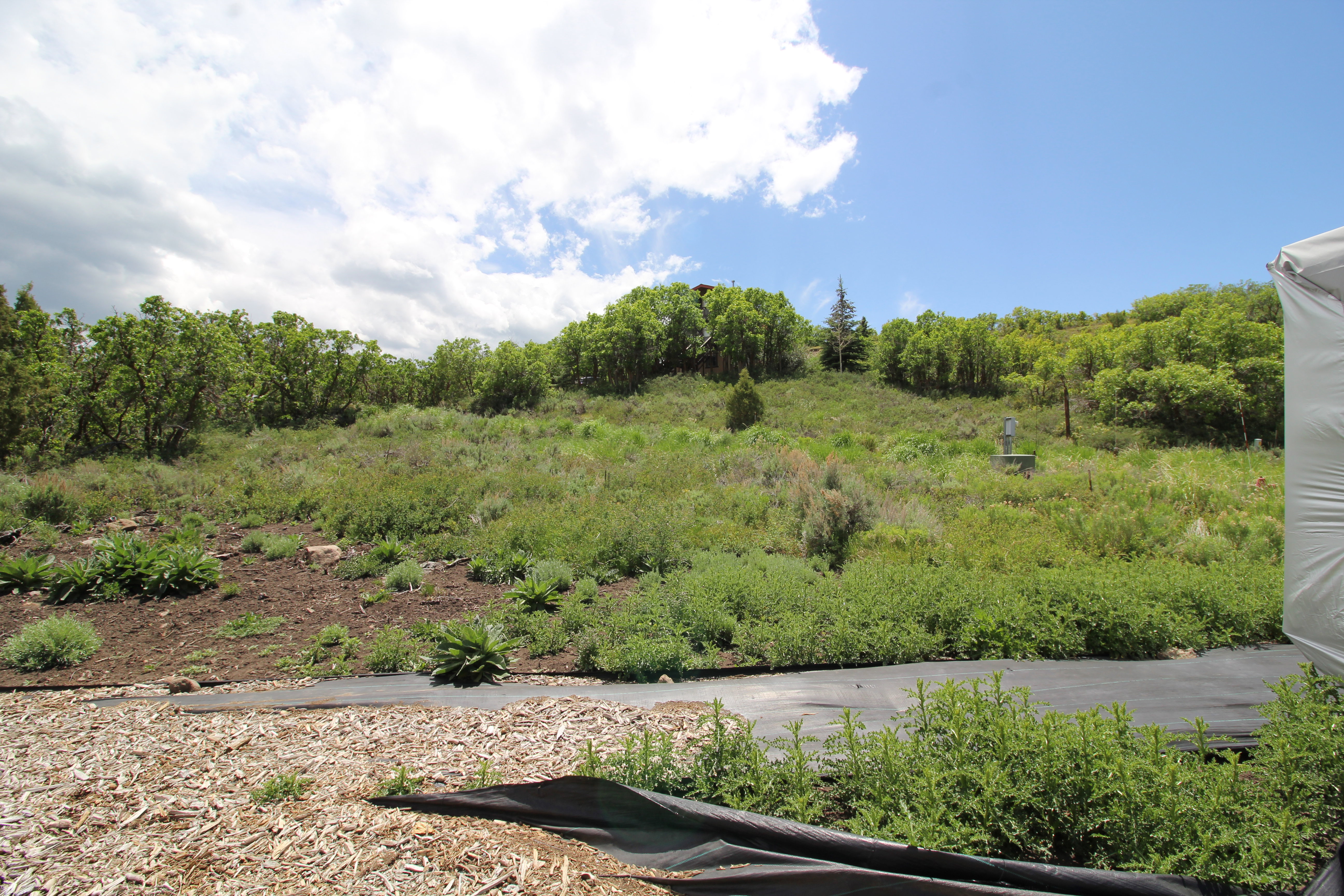 Expansive natural landscape with varied terrain and established trees