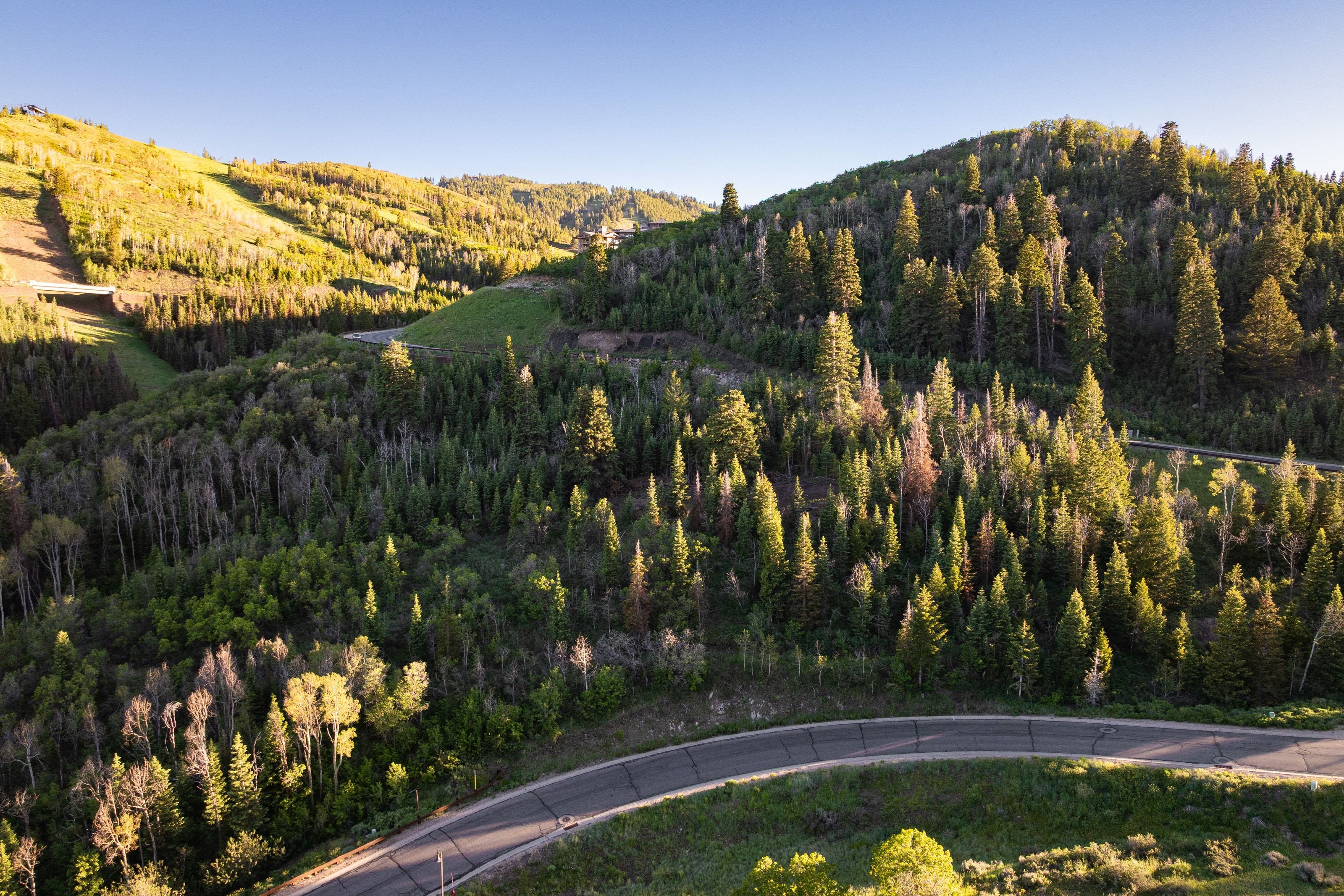 Expansive mountain landscape featuring varied evergreen and deciduous trees, multiple sloped terrains, and a winding paved road