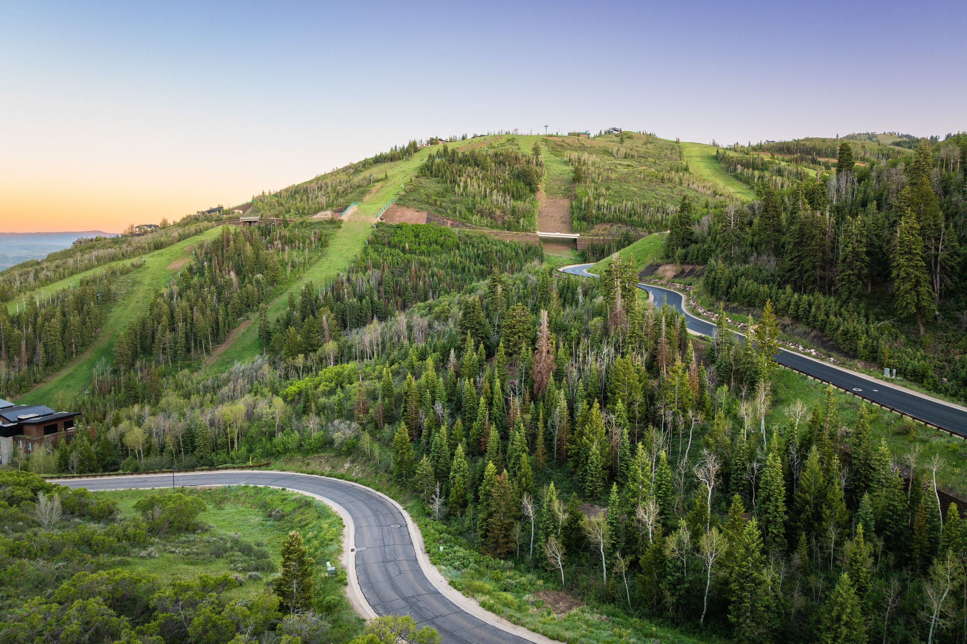 Winding paved road through dense evergreen forests