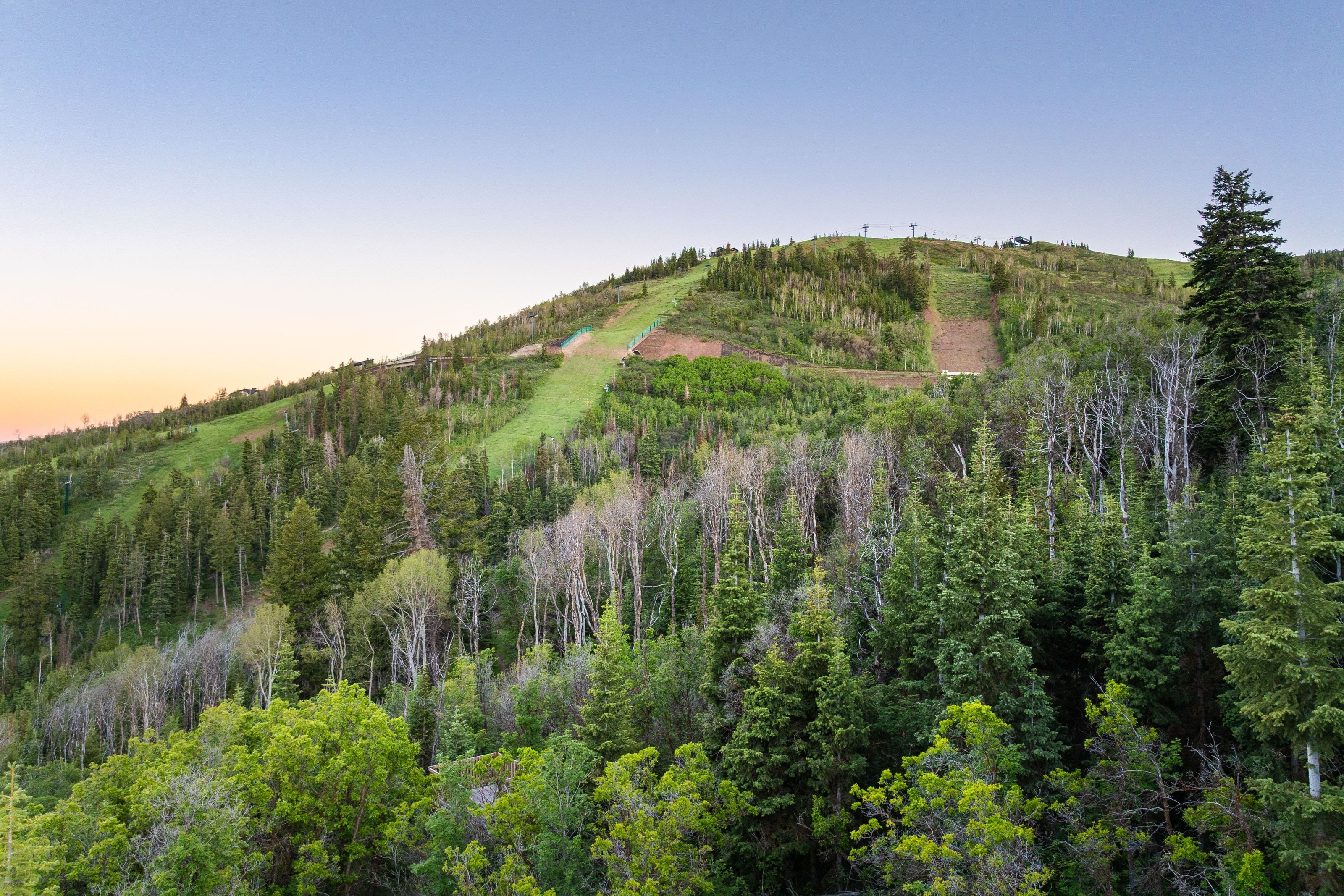 Expansive mountain landscape featuring varied tree species and visible ski runs