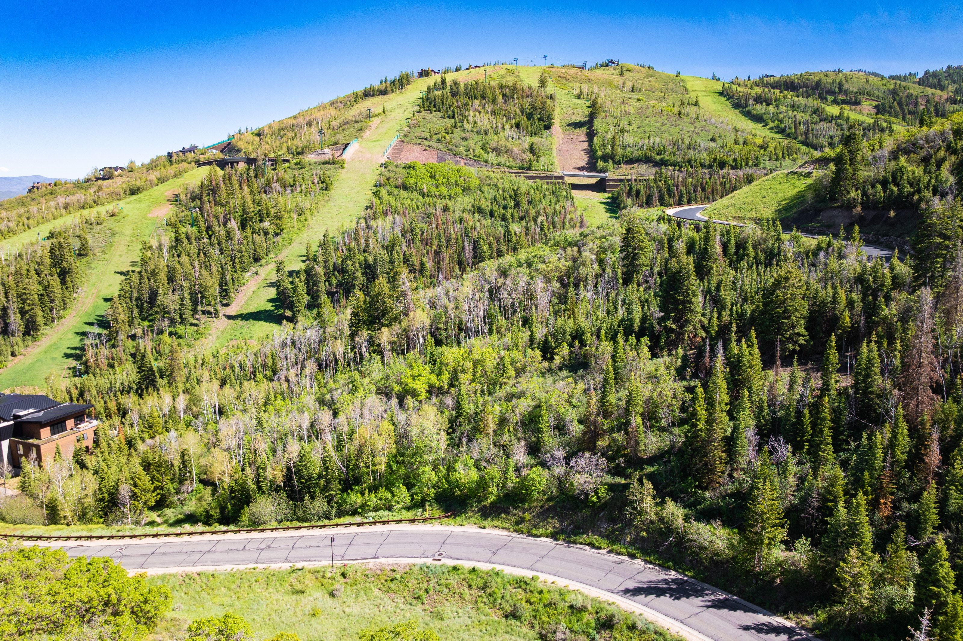 Hillside property offering extensive natural landscaping with evergreen and deciduous trees