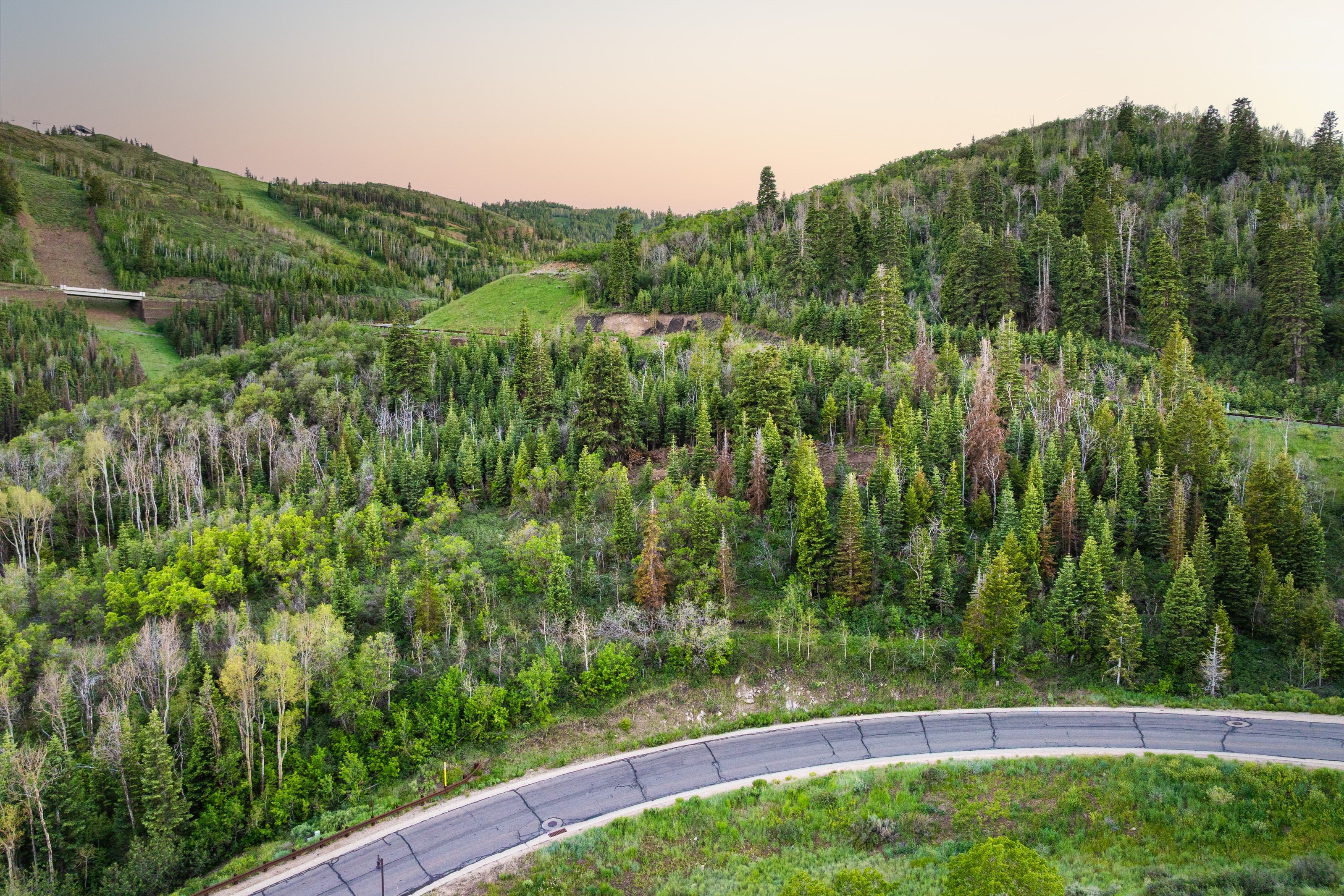 Winding paved road ascending into a mountainous, tree-covered landscape with diverse evergreen and deciduous foliage