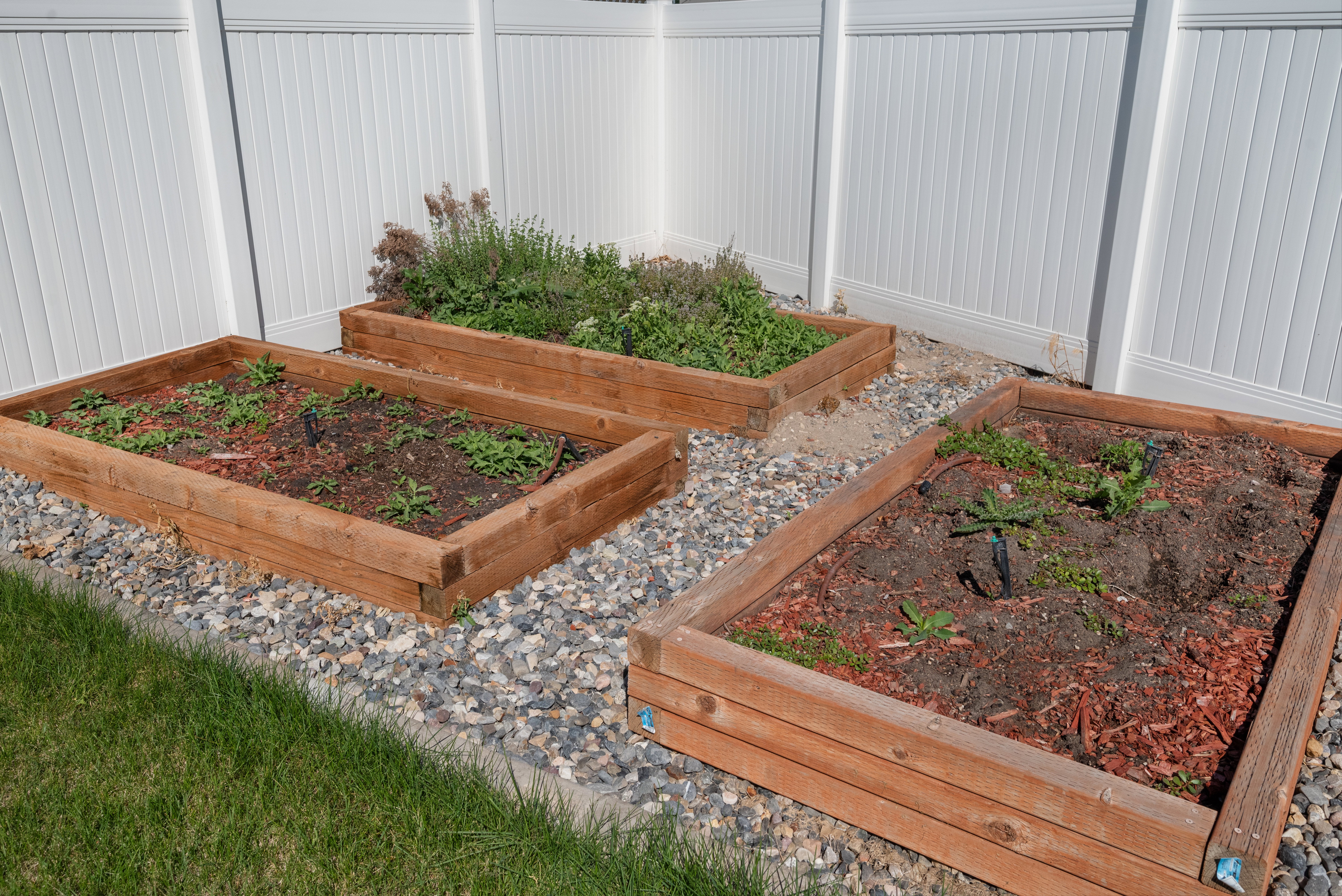 Corner garden featuring three raised wooden beds on a gravel and mulch base