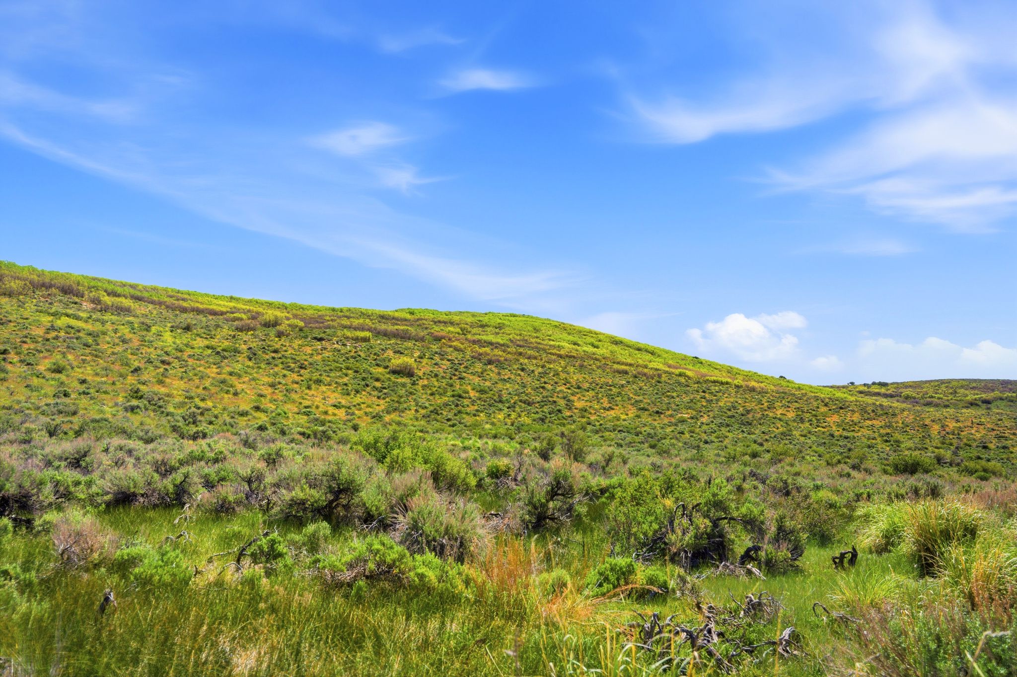 Gently sloping terrain featuring varied natural vegetation under an expansive blue sky