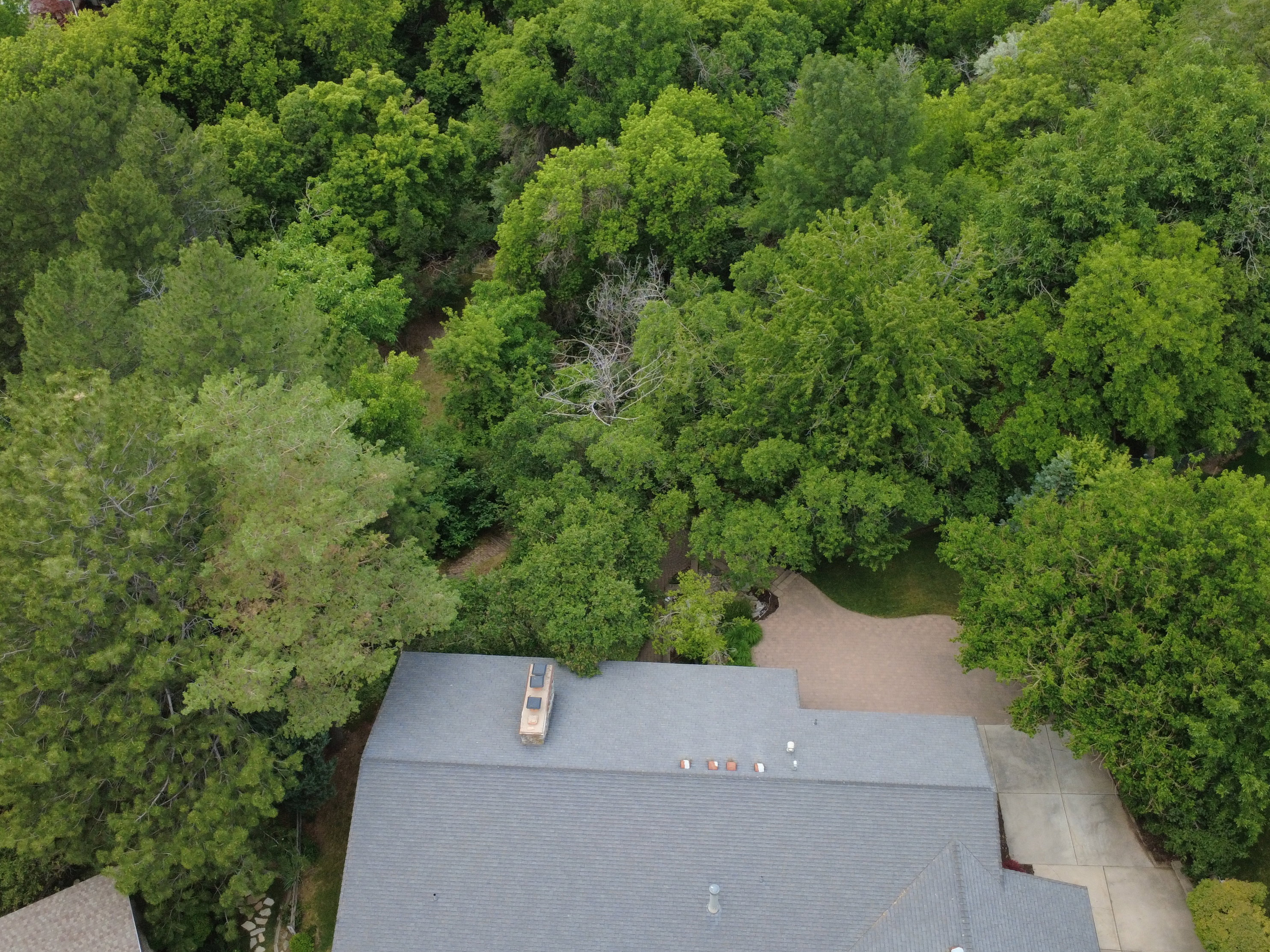 Expansive treed lot featuring a dark gray asphalt shingle roof