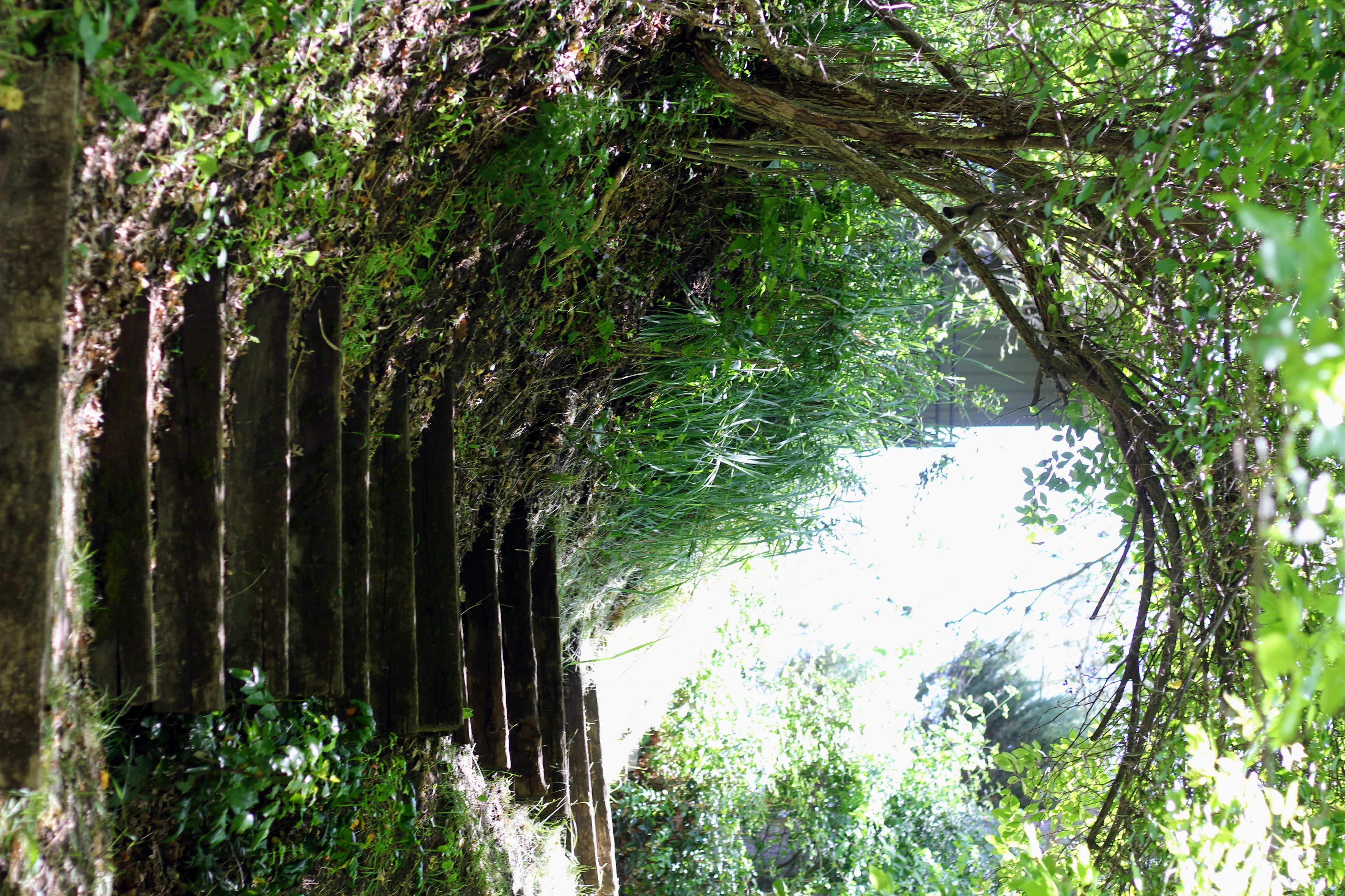 Outdoor stone staircase ascending a natural incline, framed by dense foliage and a verdant tree canopy