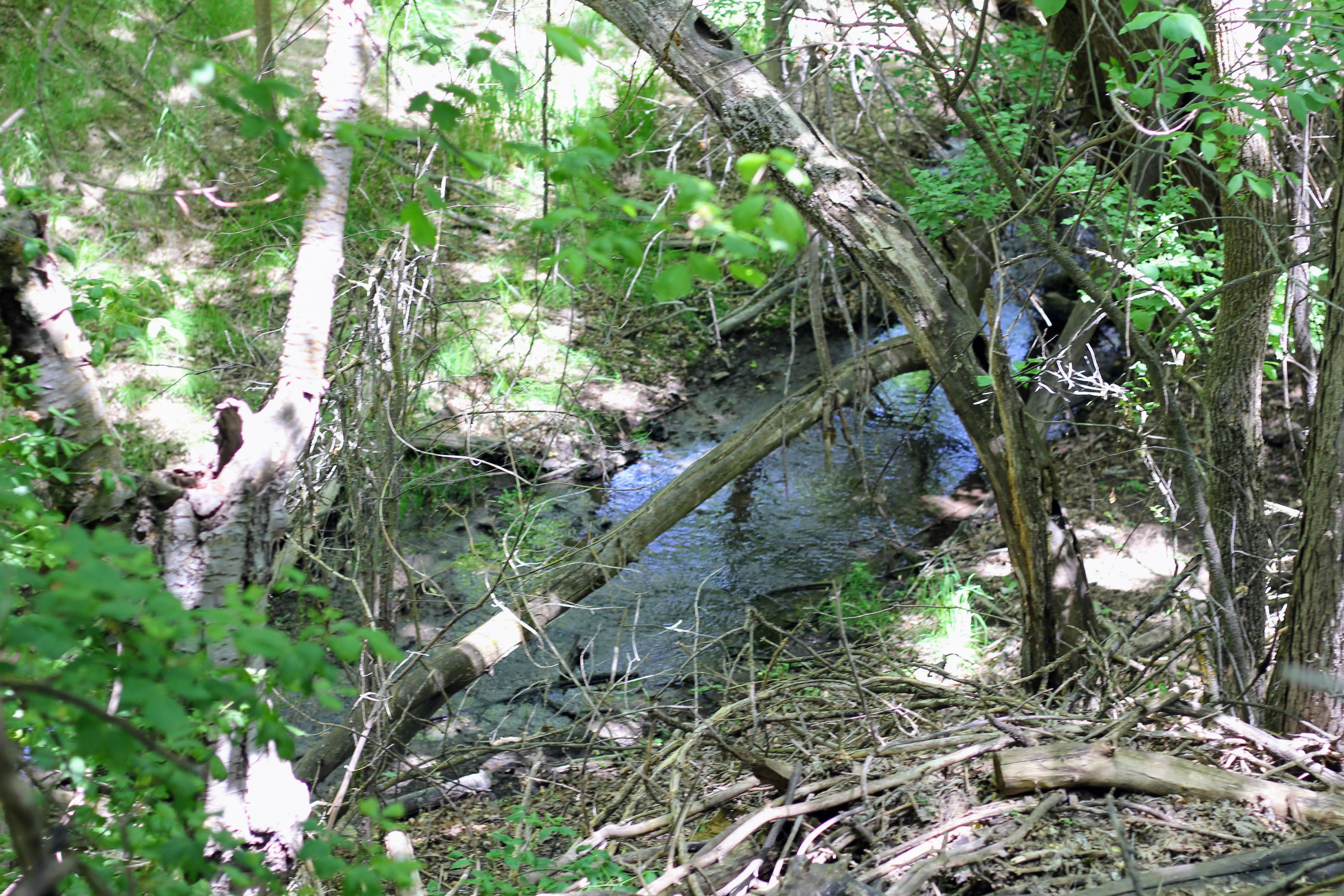 Natural wooded area featuring a stream and mature trees