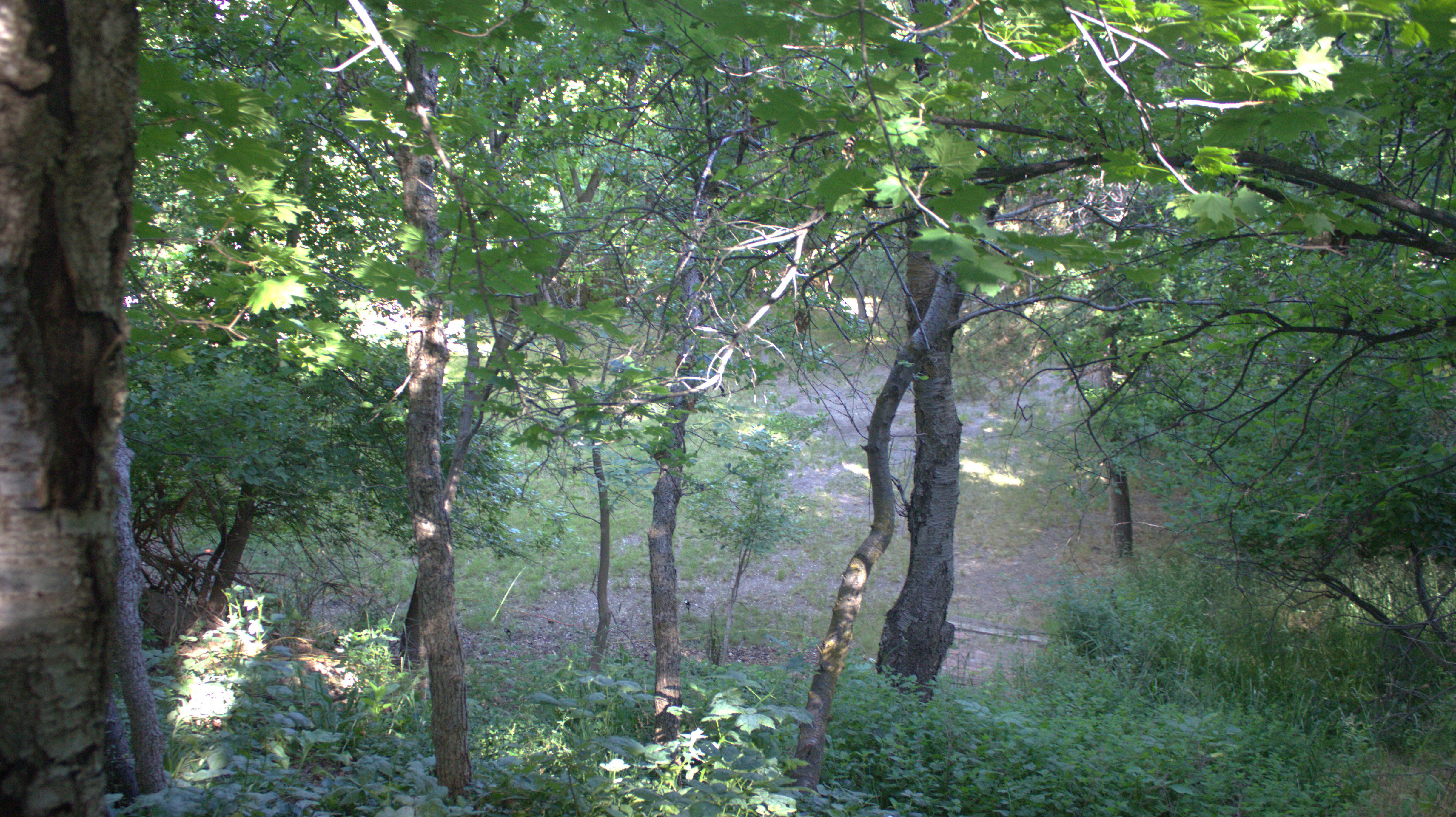 Wooded landscape featuring mature trees and lush undergrowth