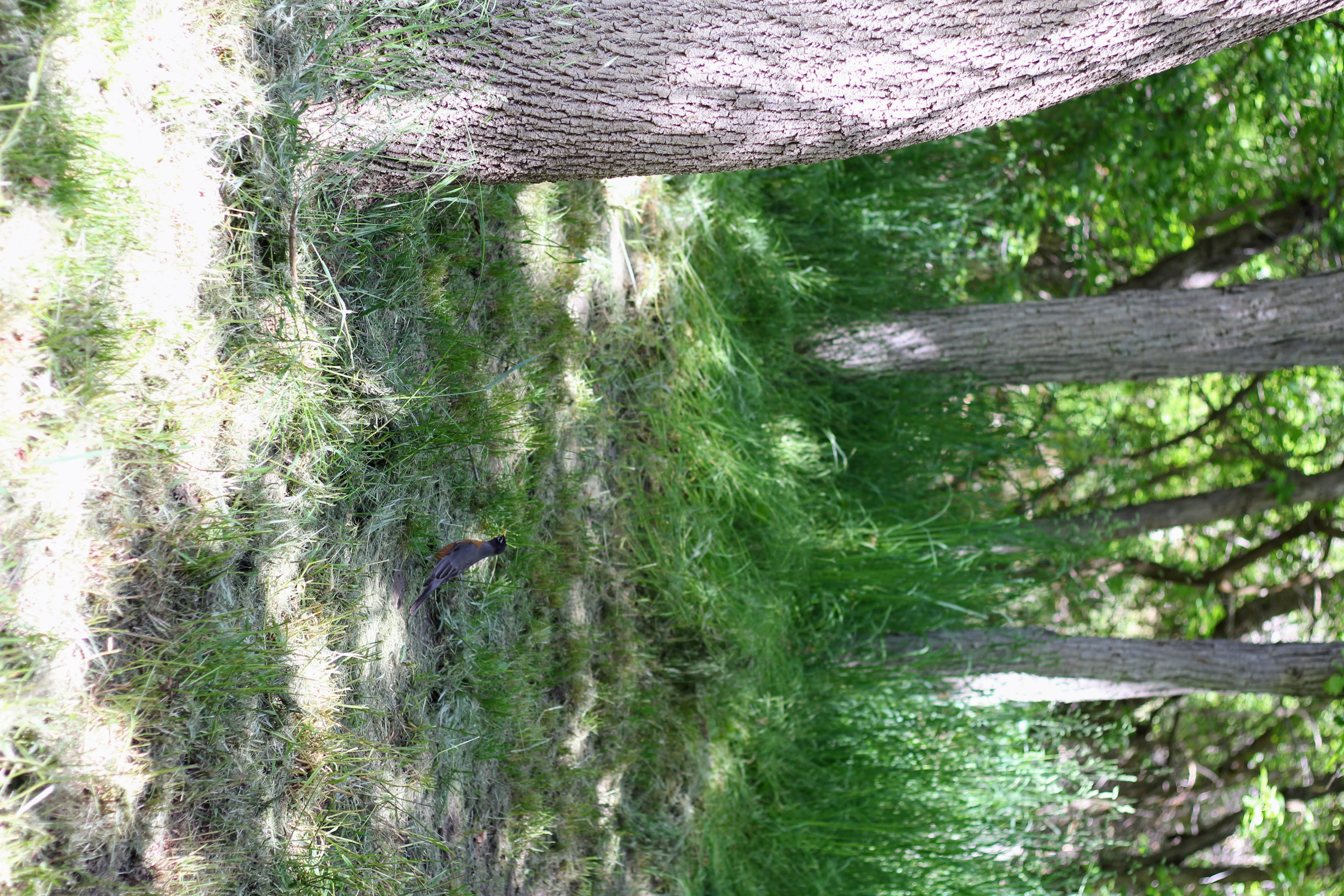 Image quality insufficient for description