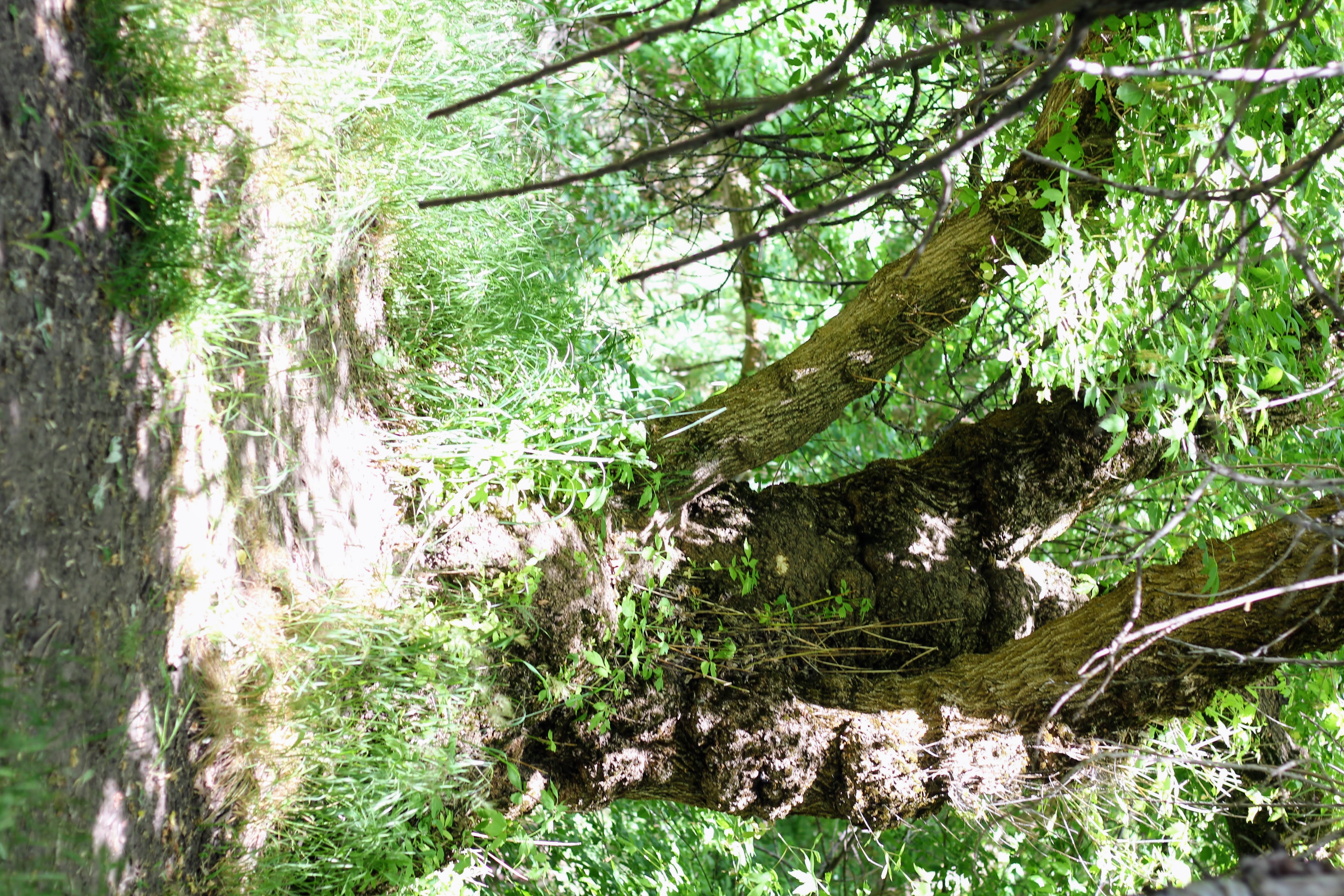 Natural terrain path framed by abundant foliage and mature trees
