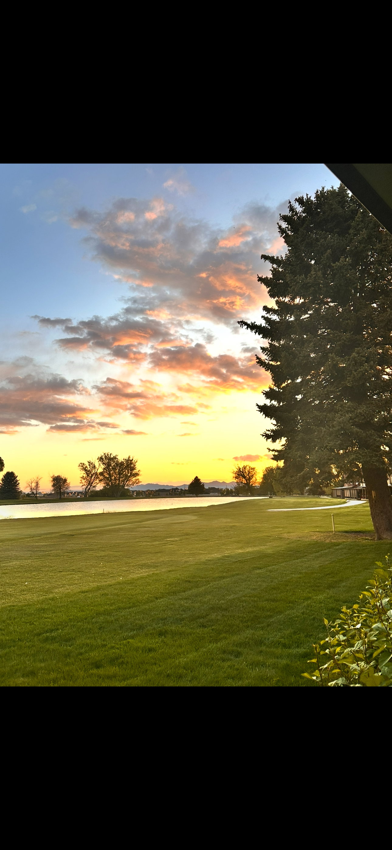 Expansive green lawn bordering a body of water with a prominent evergreen tree