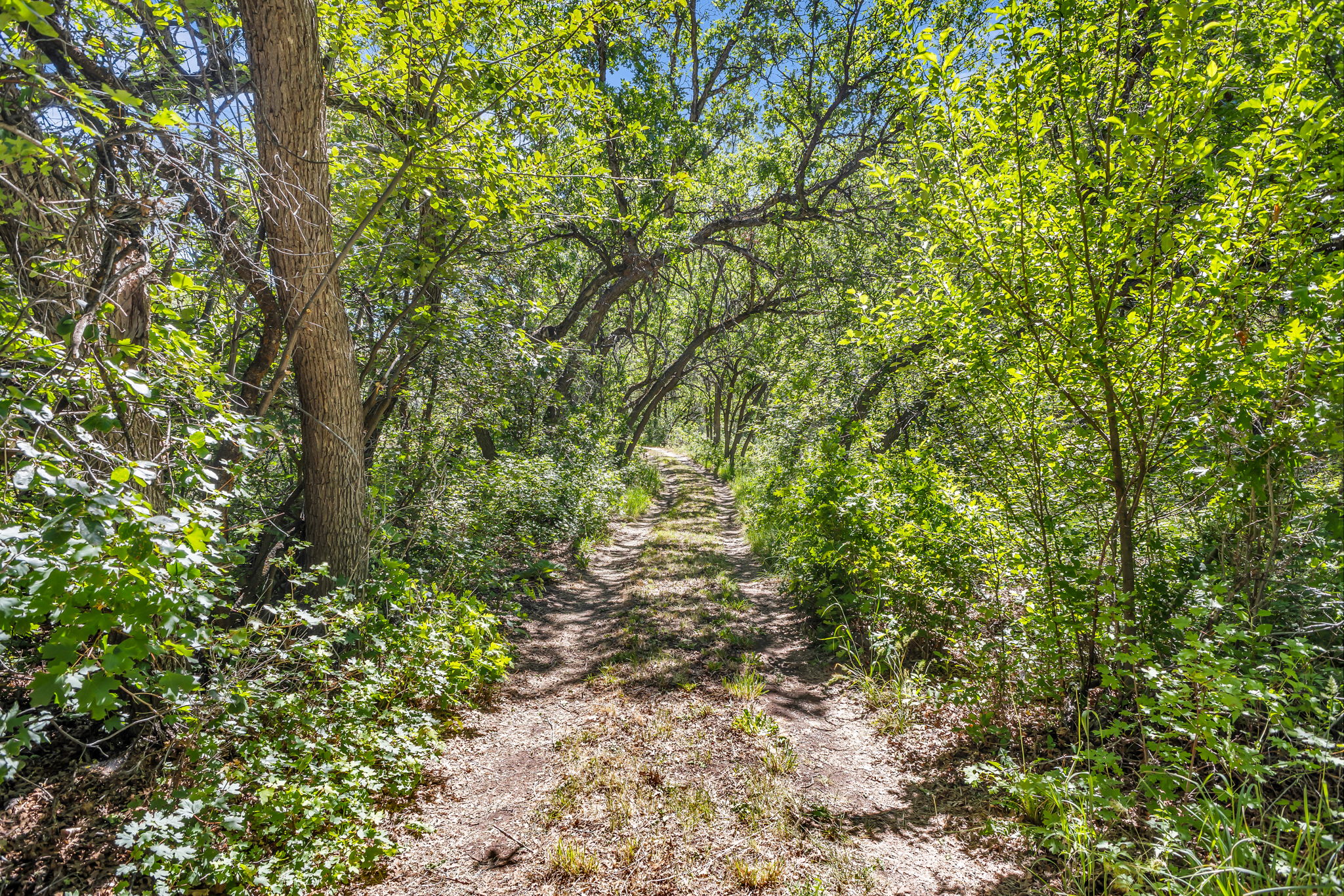 Natural path with abundant foliage