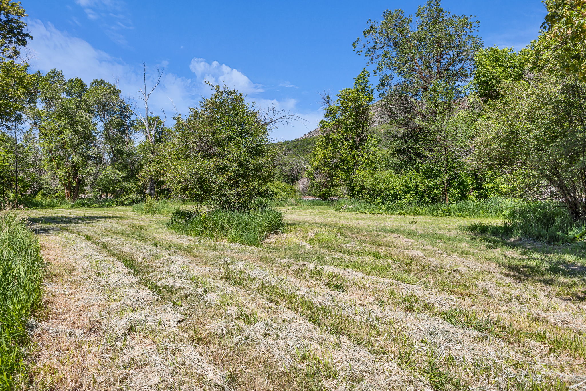 Expansive cleared area bordered by mature trees and natural vegetation