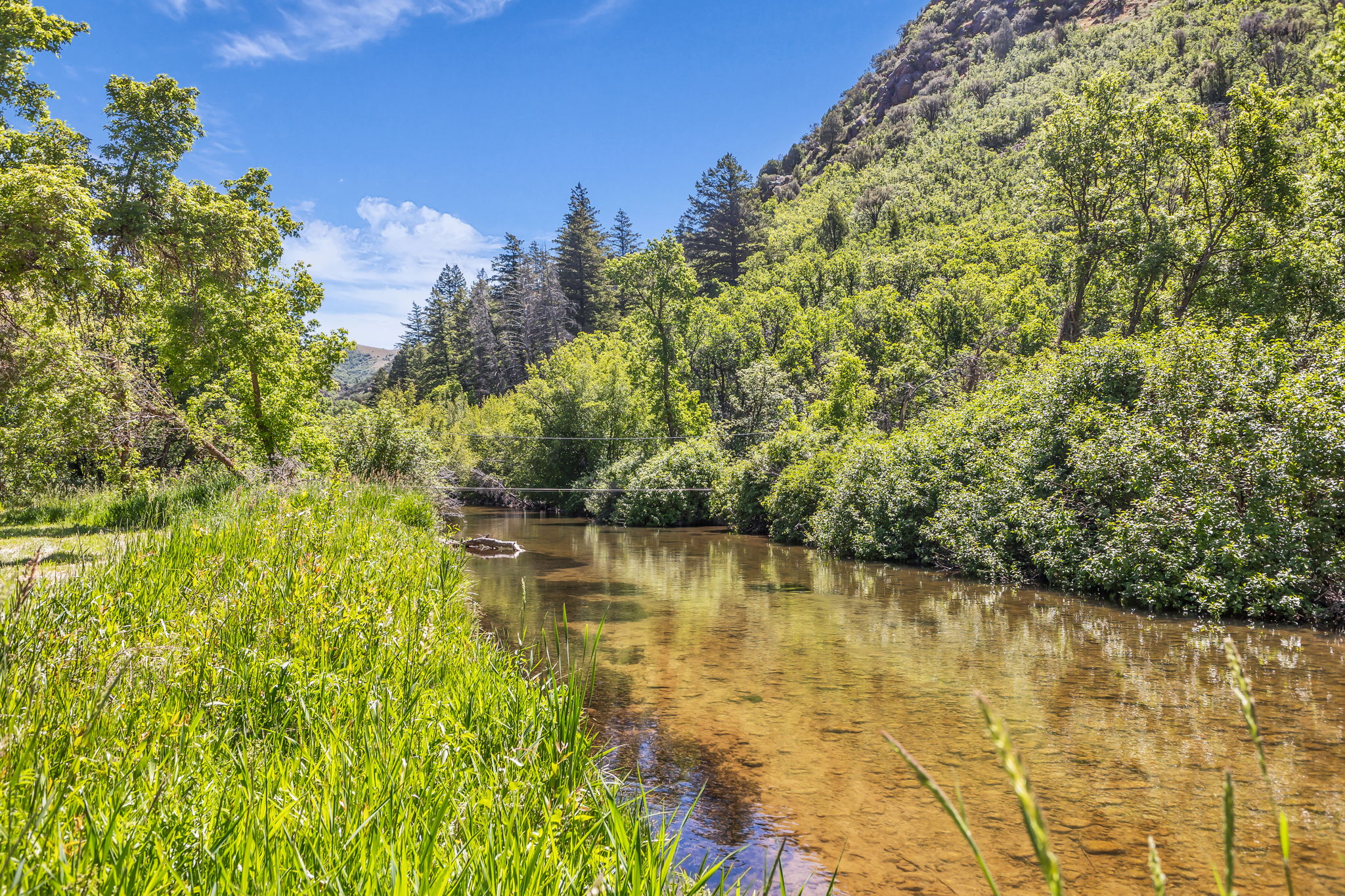 Natural riparian landscape featuring a clear, shallow creek bordered by vibrant green grasses and dense foliage