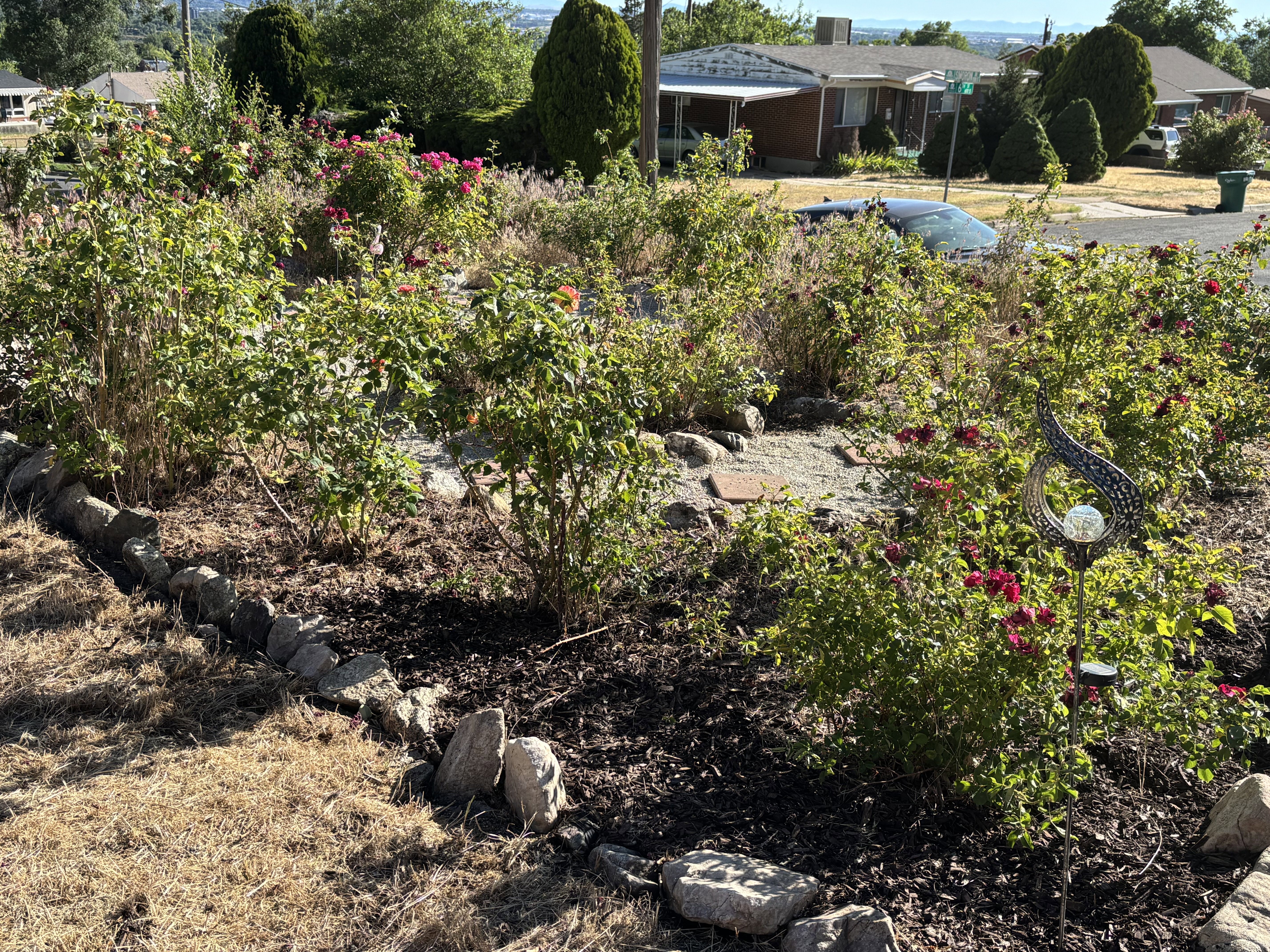 Landscaped garden bed featuring established rose bushes with red blooms
