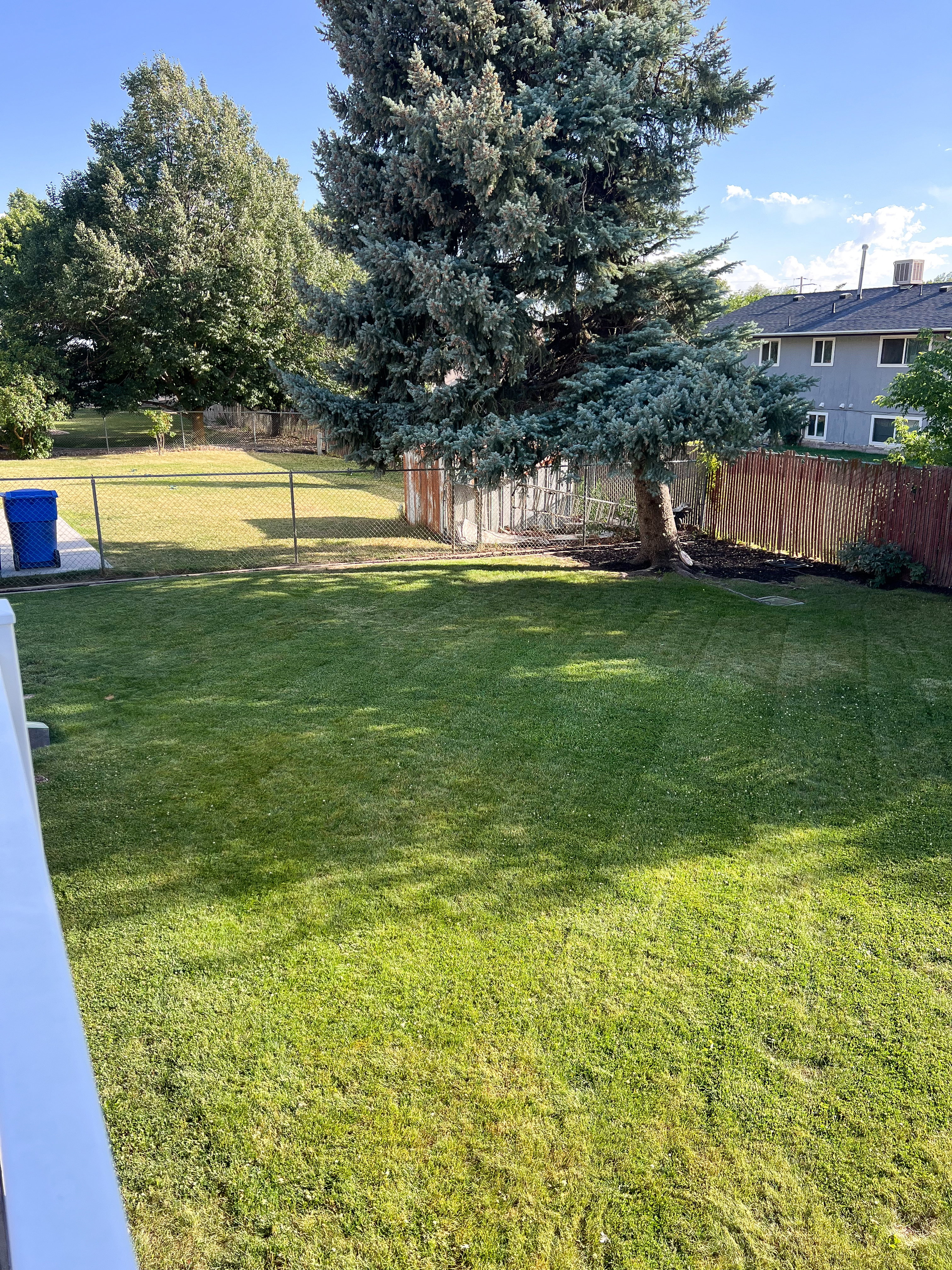 Spacious backyard featuring a substantial evergreen tree, green lawn, chain link fencing, a wood privacy fence, and additional mature trees