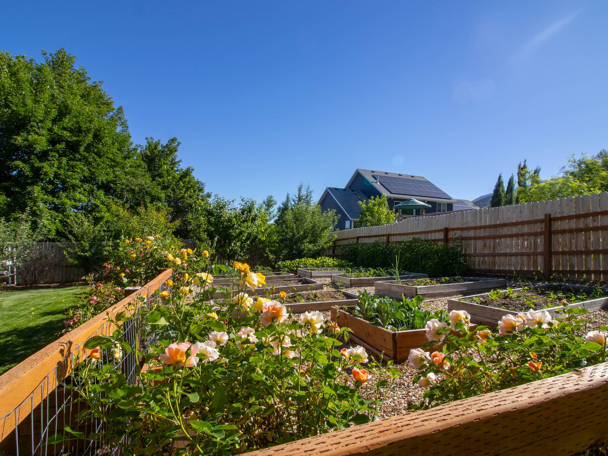 Expansive backyard featuring multiple raised garden beds, a manicured lawn, established perimeter trees, and a privacy fence