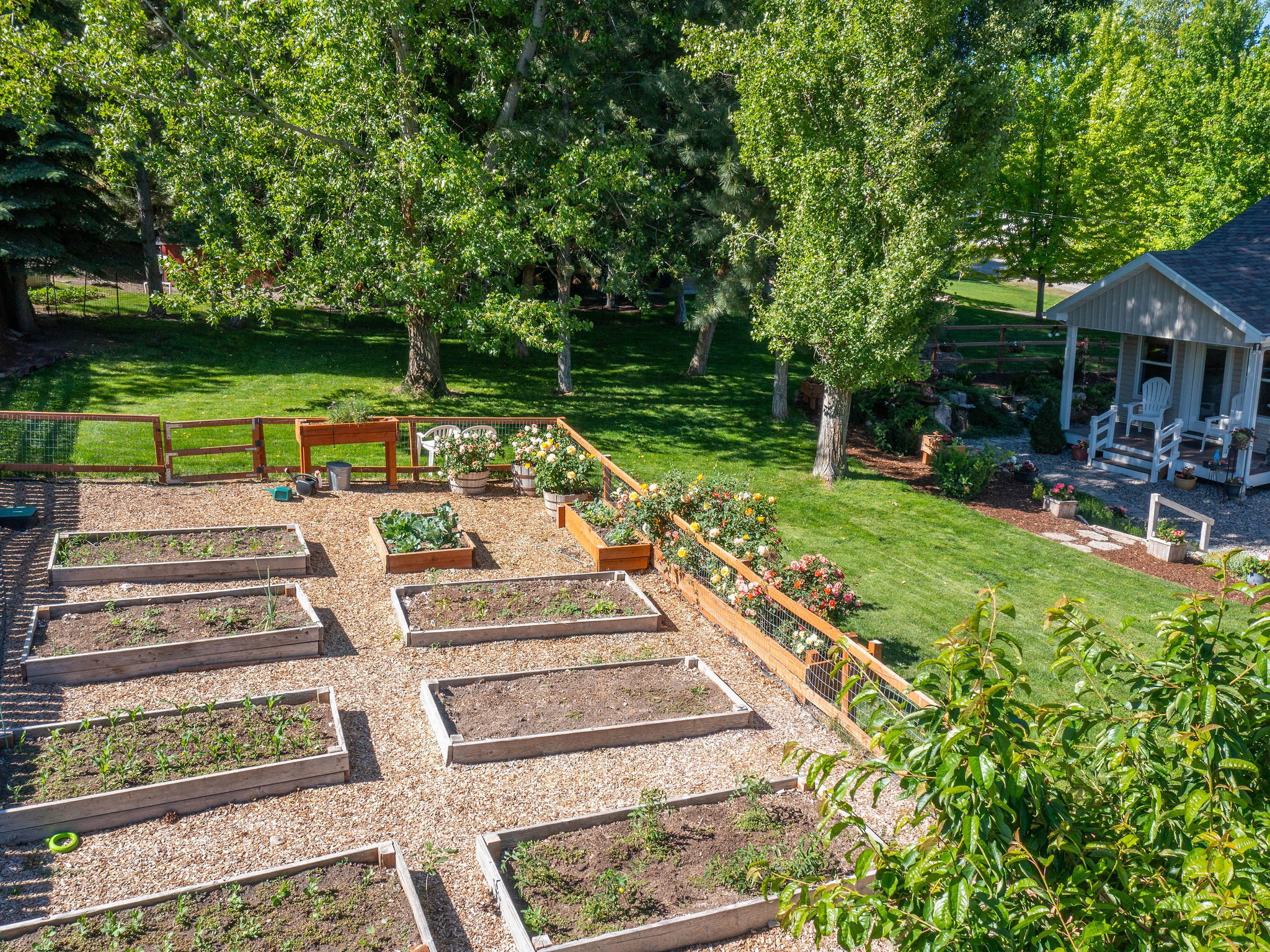 Expansive backyard featuring multiple raised garden beds, a gravel-covered cultivation area, and a wood-slat fence