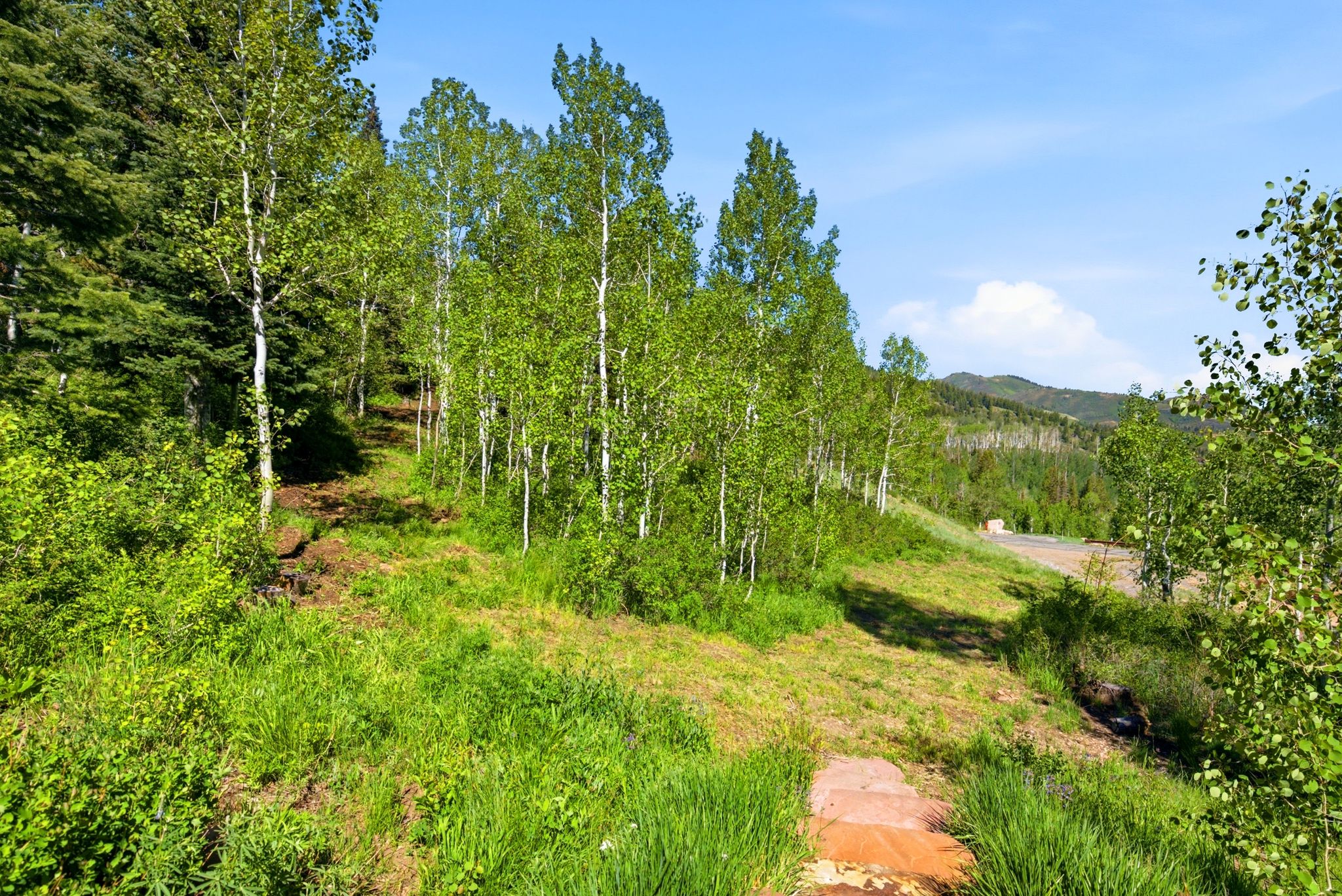 Wooded hillside parcel featuring mature birch trees and green foliage