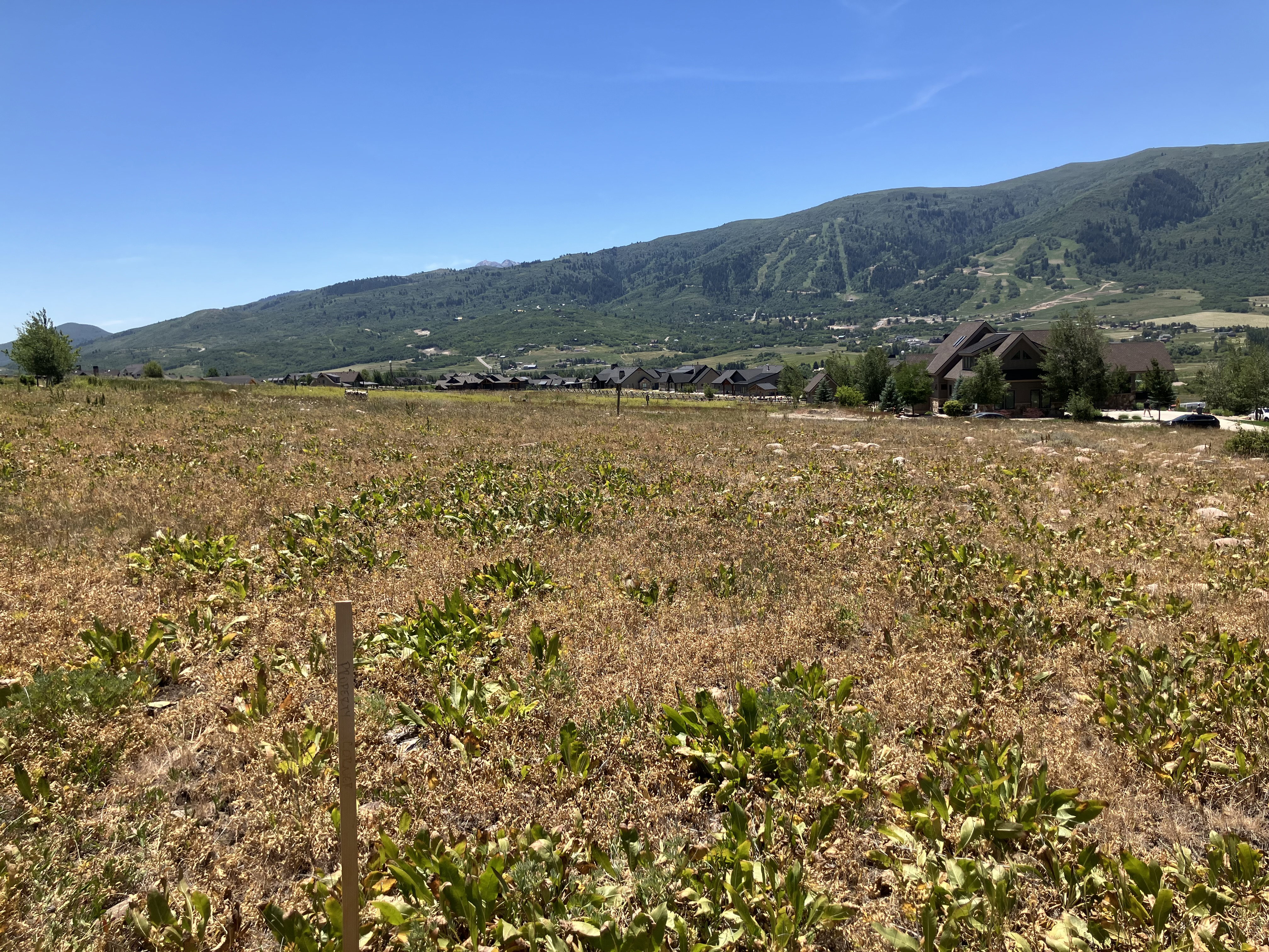 Expansive open land featuring natural vegetation and a distant mountain backdrop