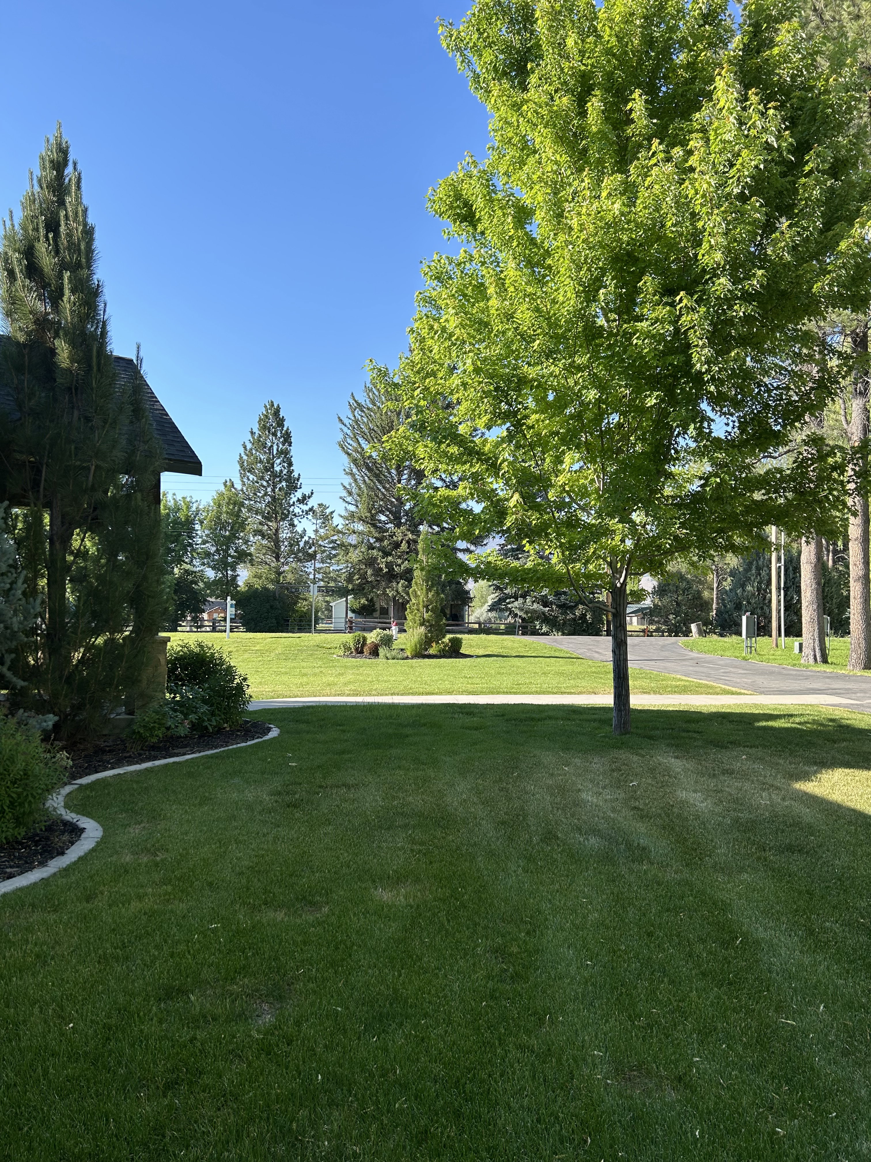 Expansive lawn area with mature trees and sculpted landscaping