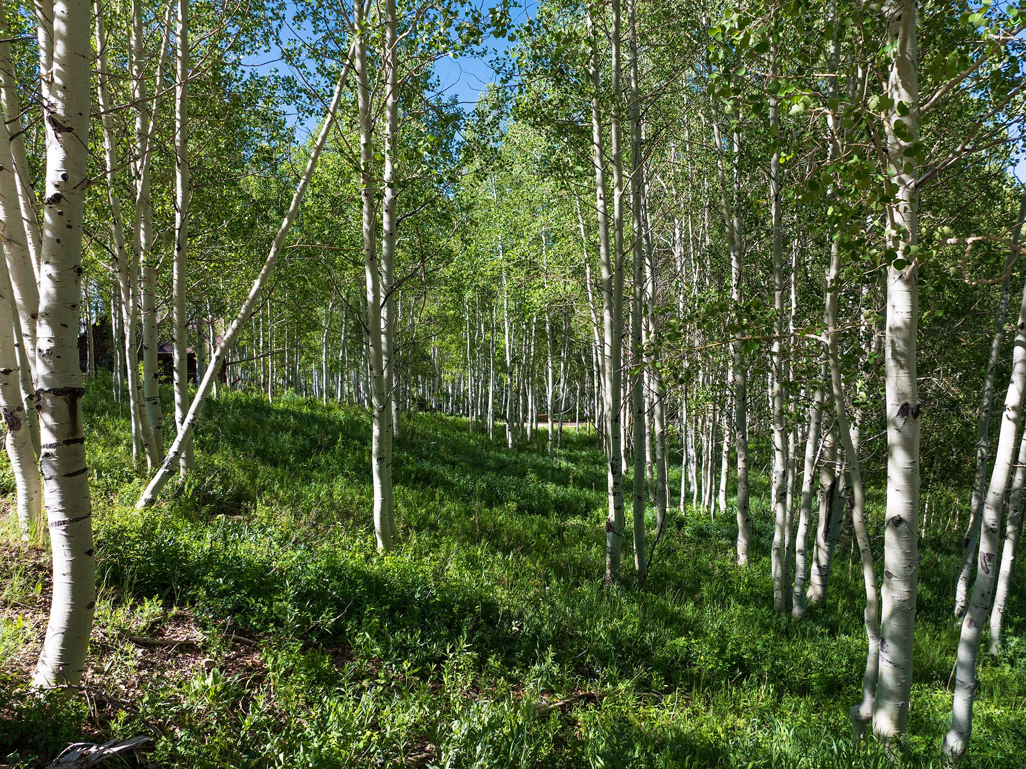 Wooded landscape featuring a dense collection of deciduous trees with light-colored bark
