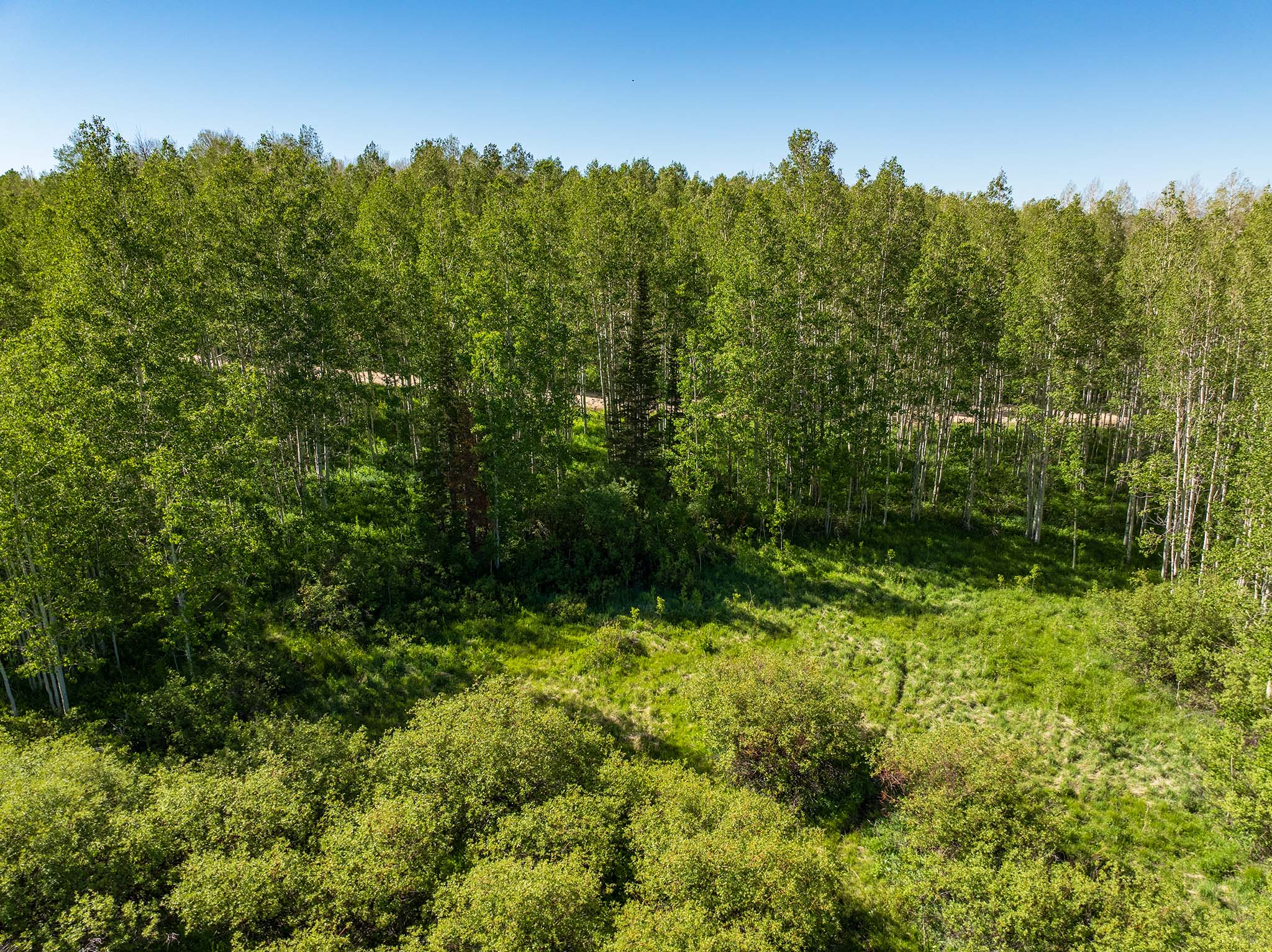 Expansive forested landscape featuring dense evergreen and deciduous trees, a central grassy clearing, and a clear blue sky