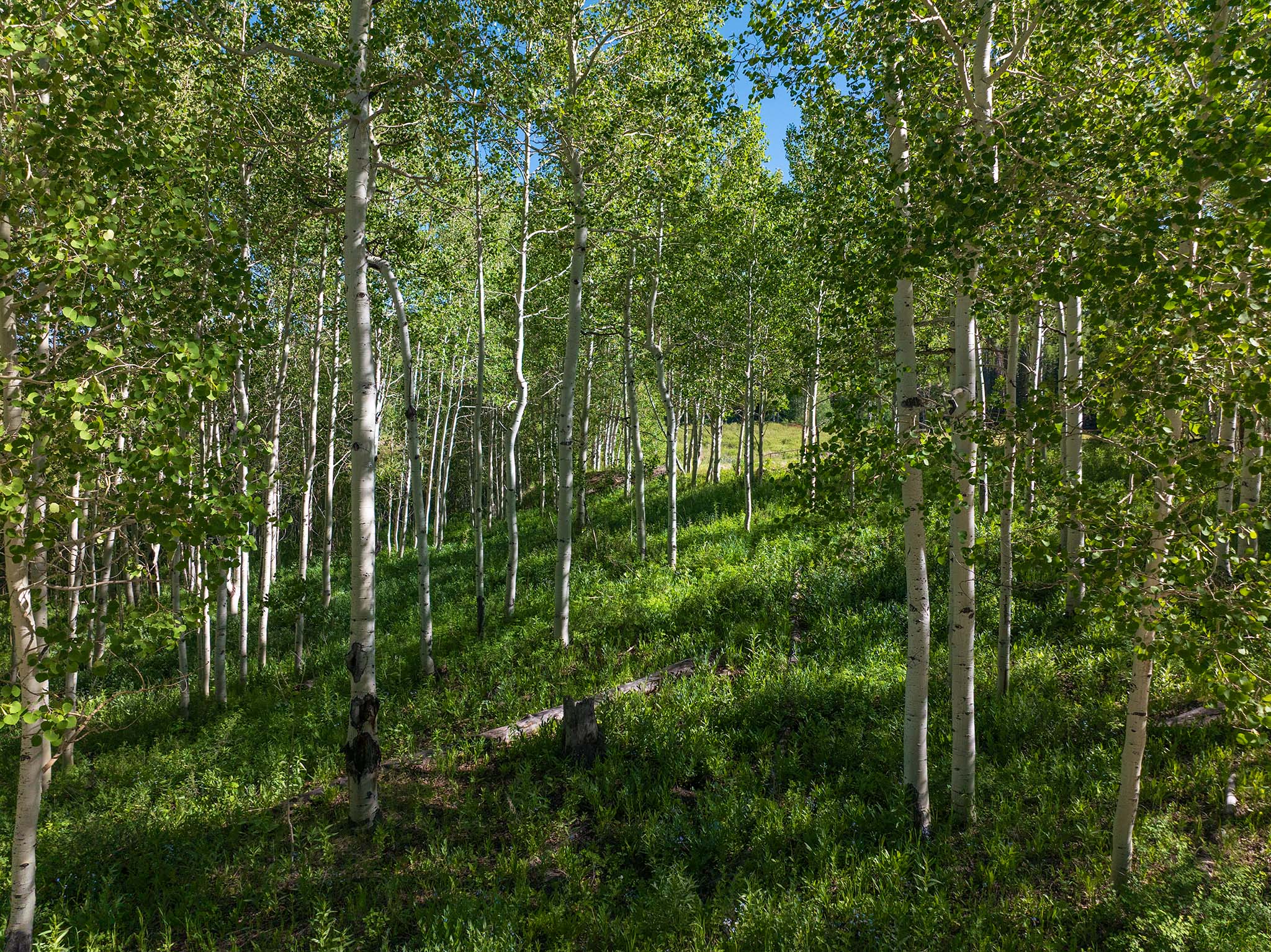 Wooded parcel featuring numerous mature aspen trees