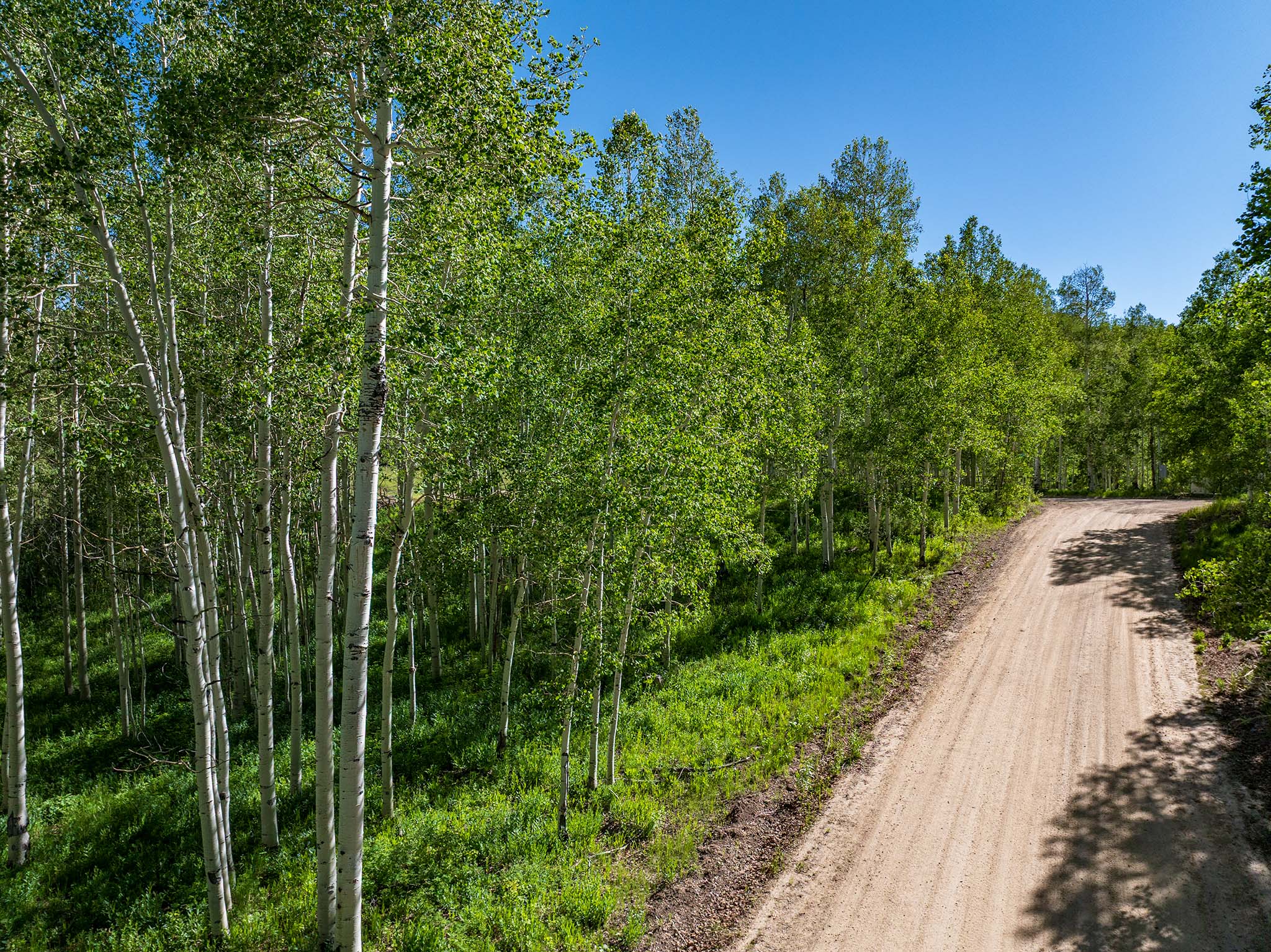 Expansive forested property featuring a winding unpaved road, mature deciduous trees, and lush green undergrowth