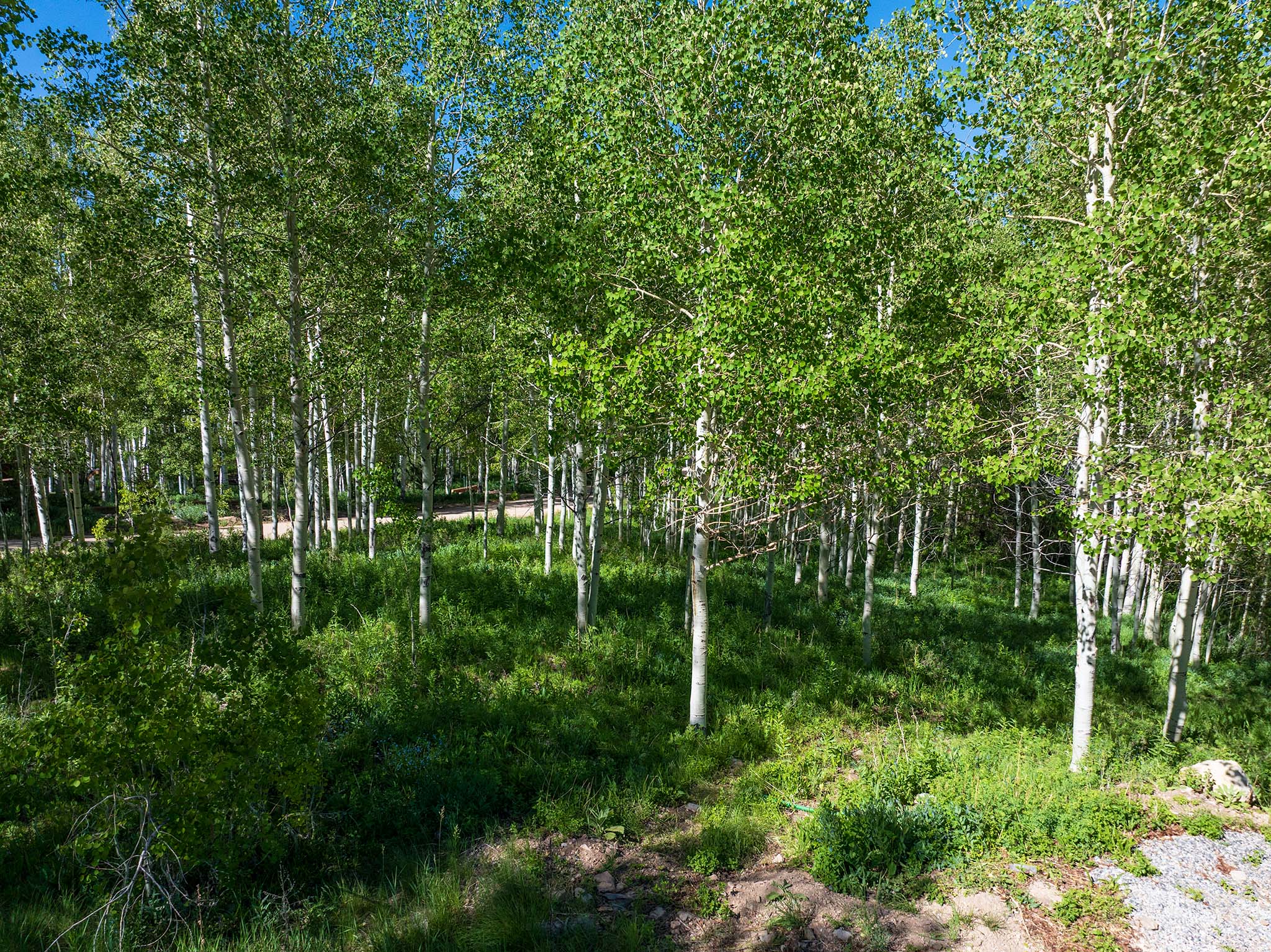 Wooded property featuring a dense grove of aspen trees with white bark and vibrant green foliage