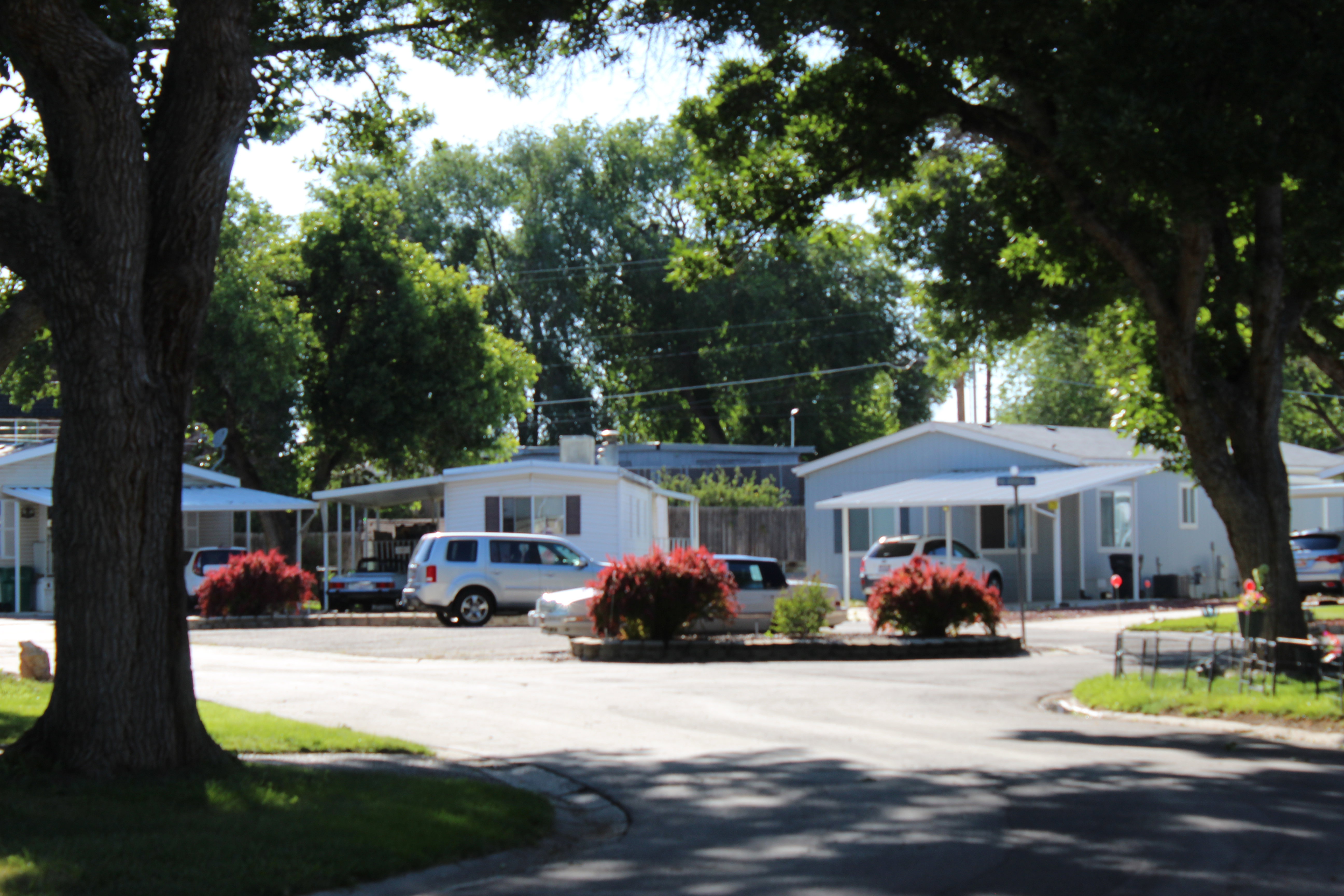 Residential streetscape with plenty of extra parking  featuring mature trees, a paved roadway, and manicured shrubbery