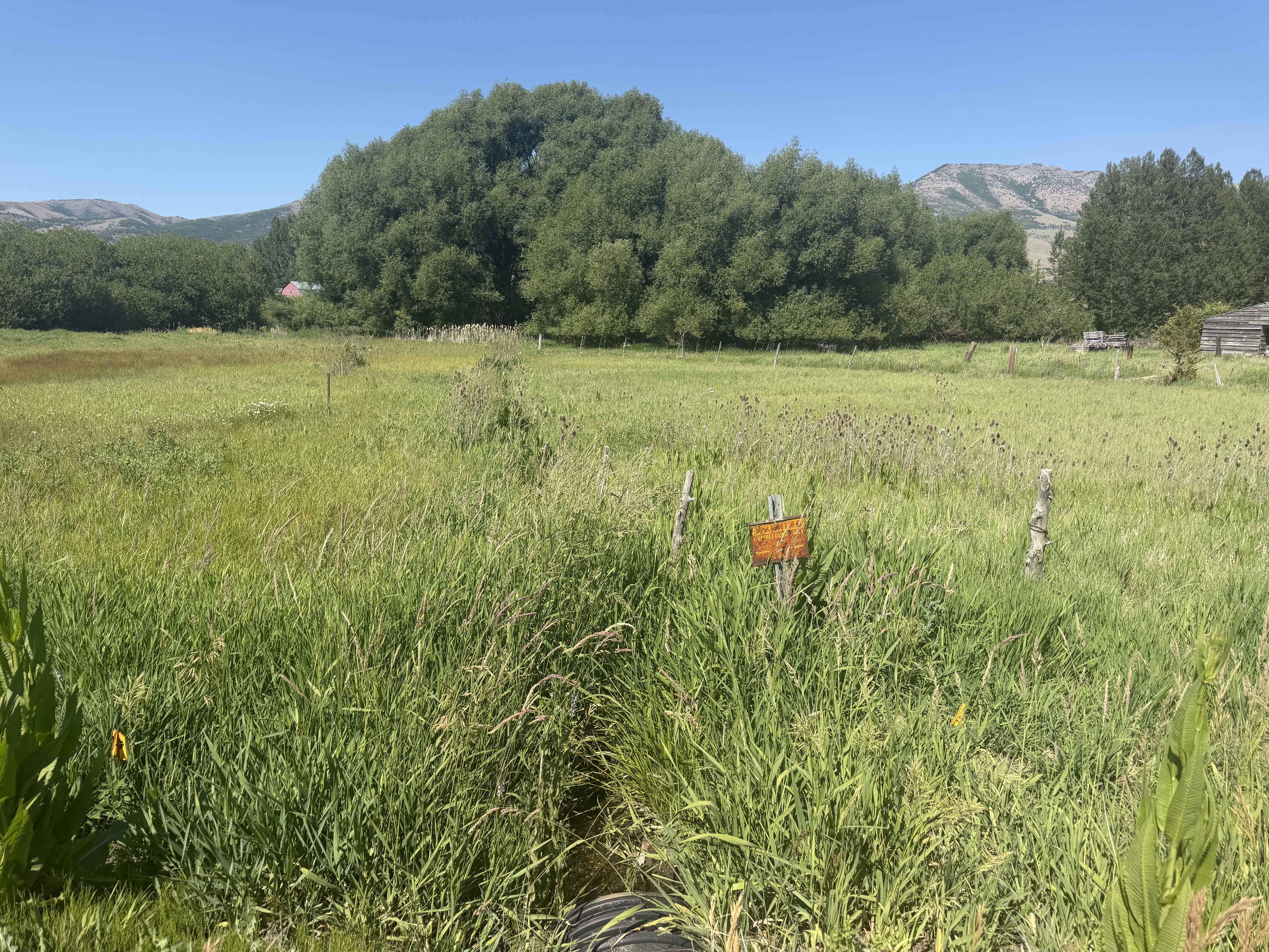 Expansive green field with natural grasses