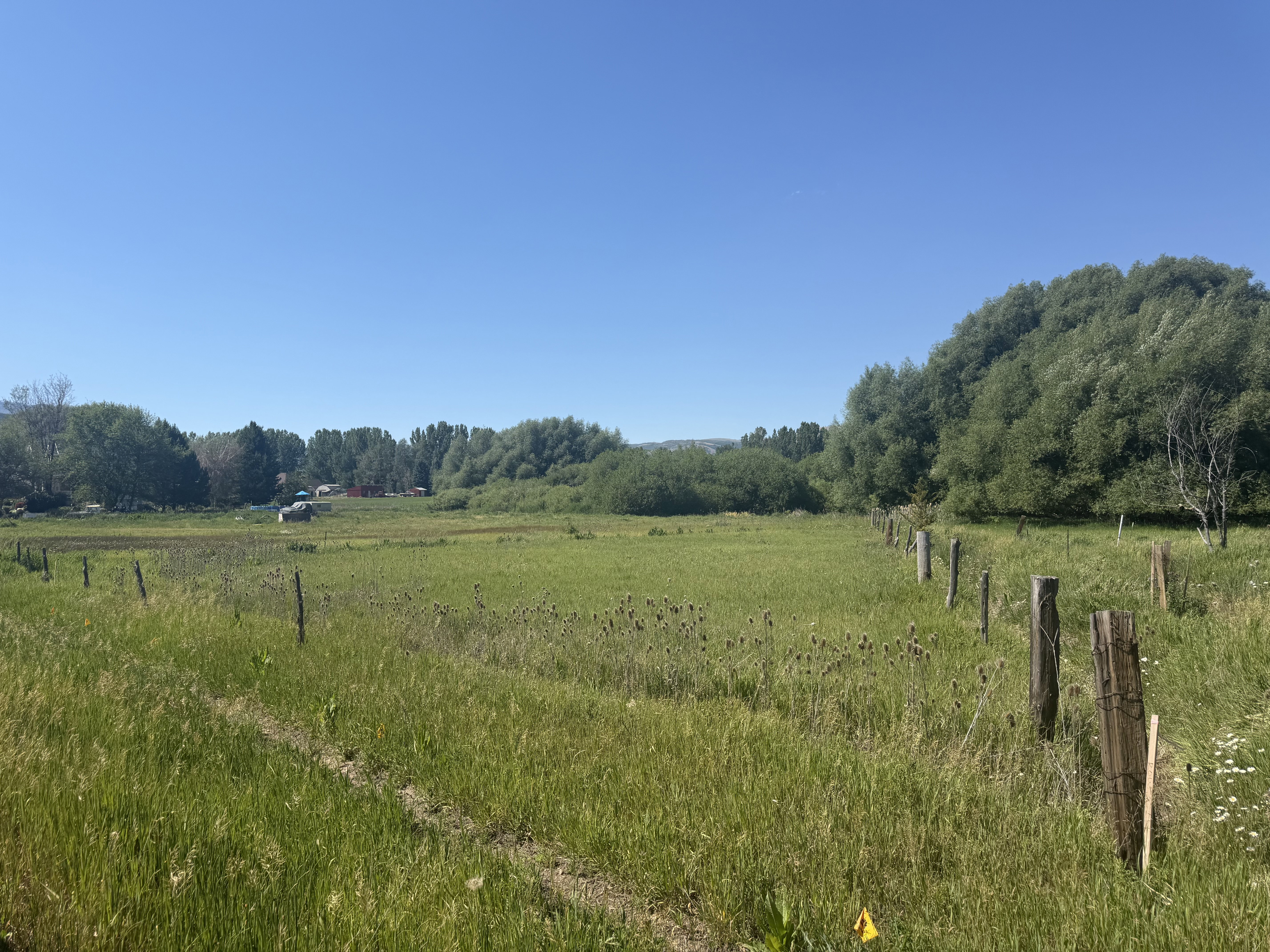 Expansive green field with natural growth and established trees defining the perimeter