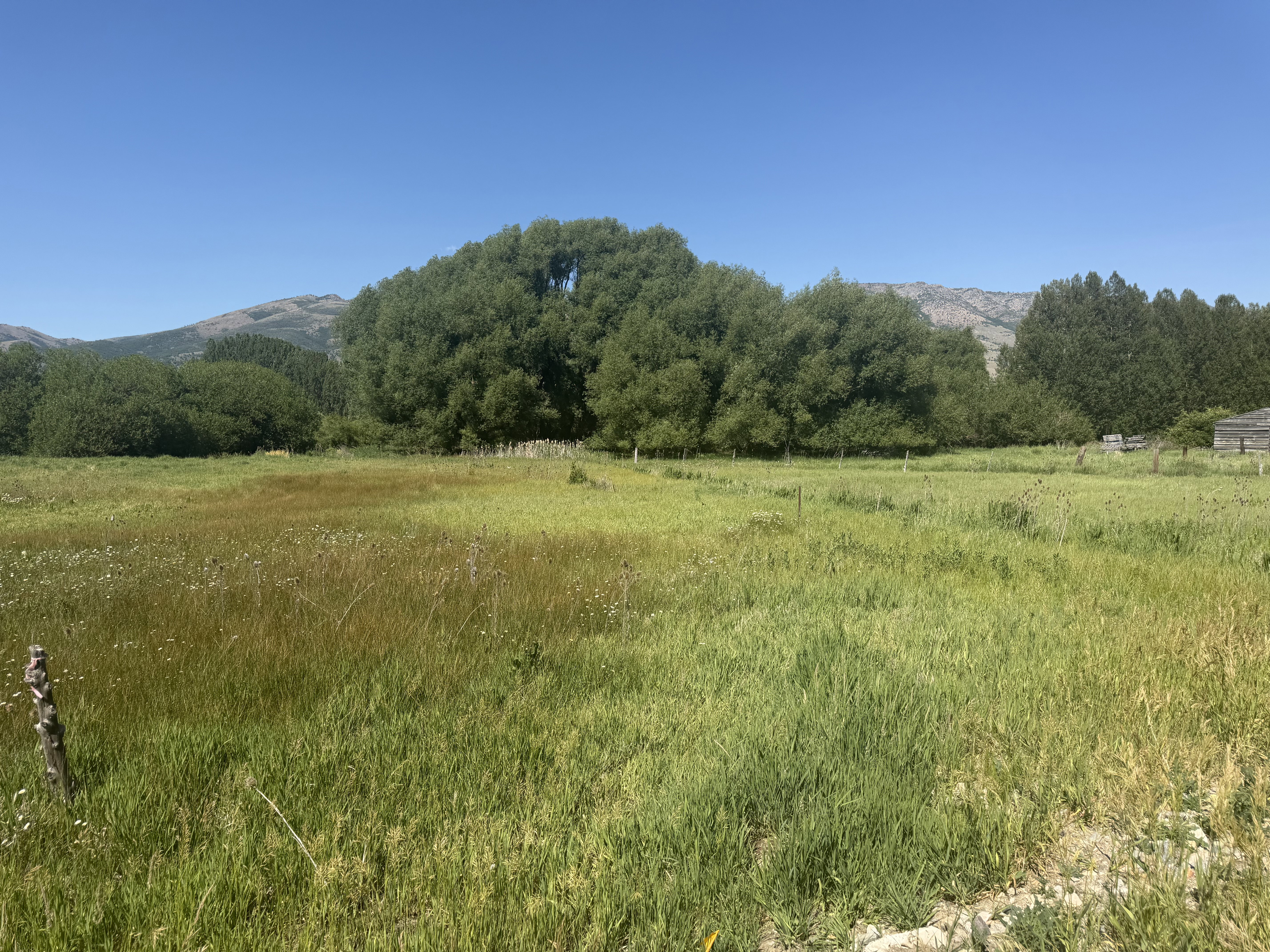 Expansive green field featuring varied grasses and mature trees, set against a mountainous backdrop