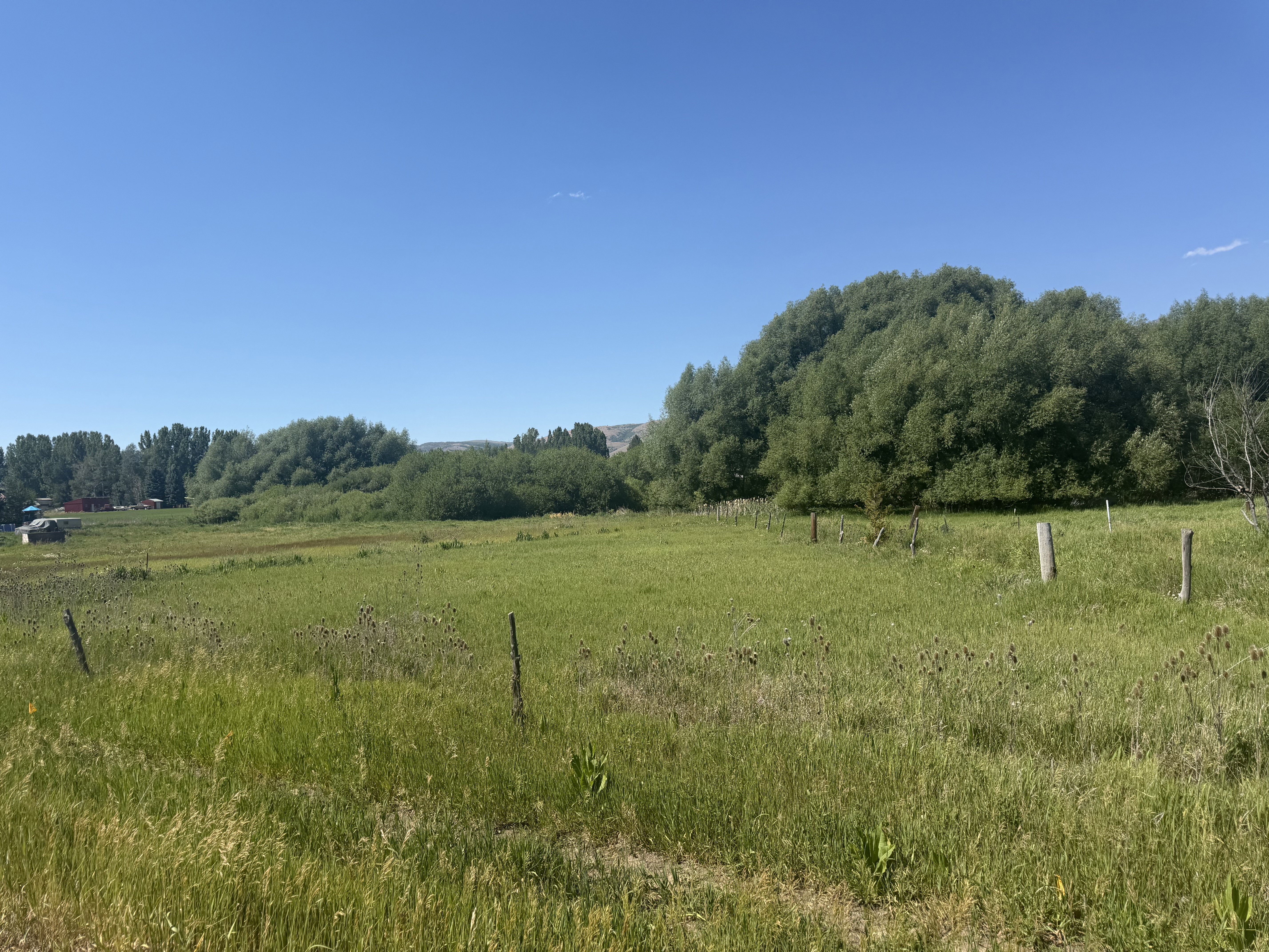Expansive green field surrounded by mature trees and natural foliage