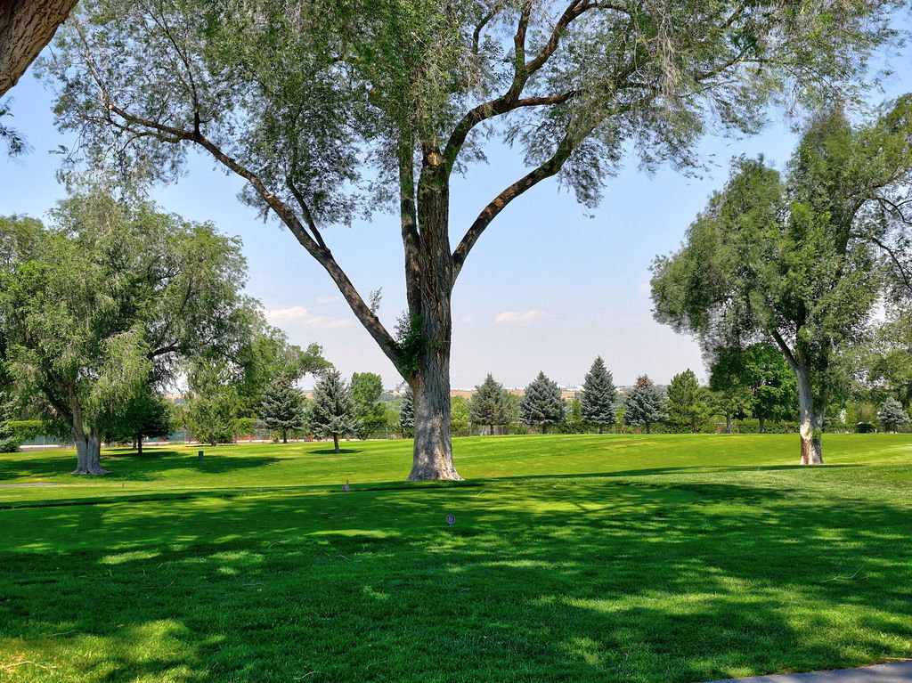 Expansive lawn with mature trees providing dappled shade