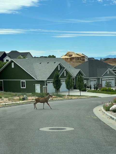 Deer wandering neighborhood