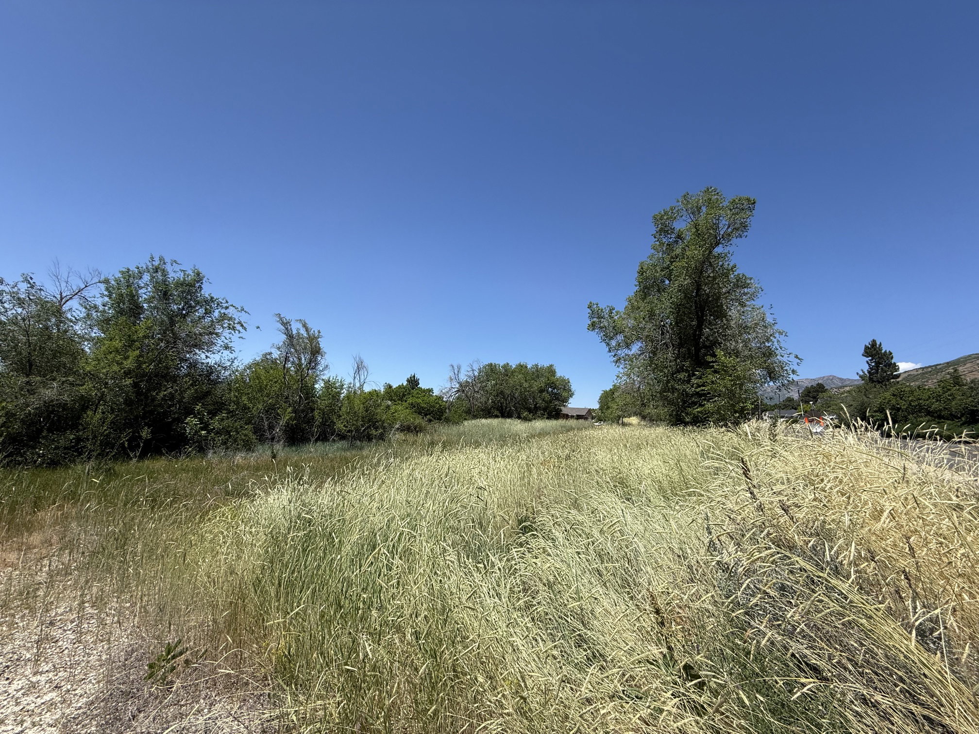 Expansive open field featuring tall, natural grasses