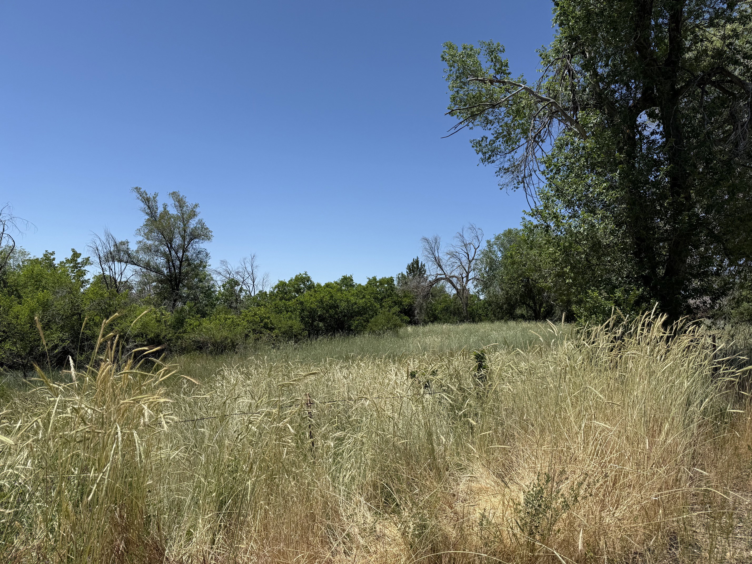 Expansive natural landscape featuring tall, golden grasses and mature green trees under a clear blue sky