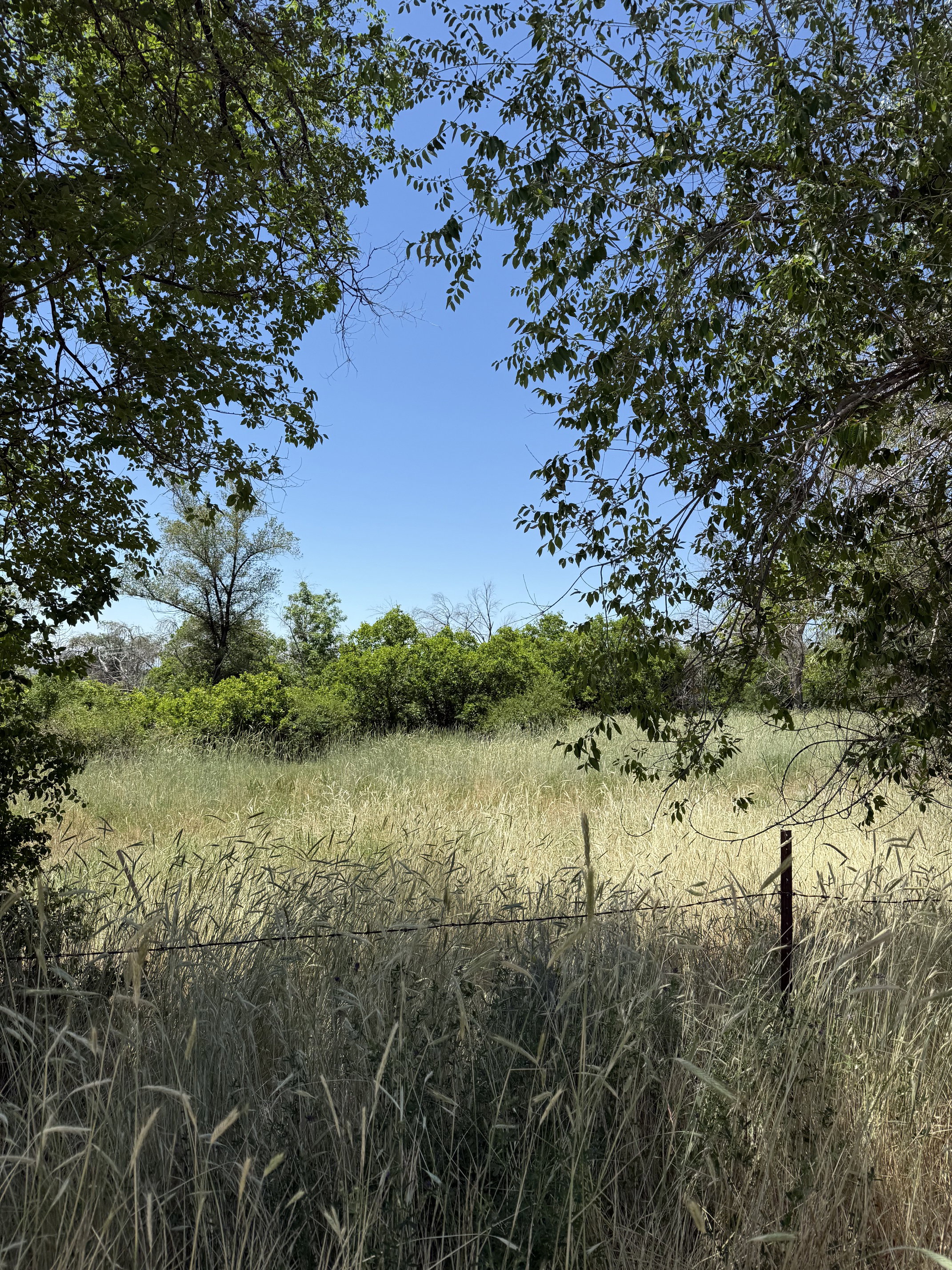 Expansive grassy field framed by mature trees