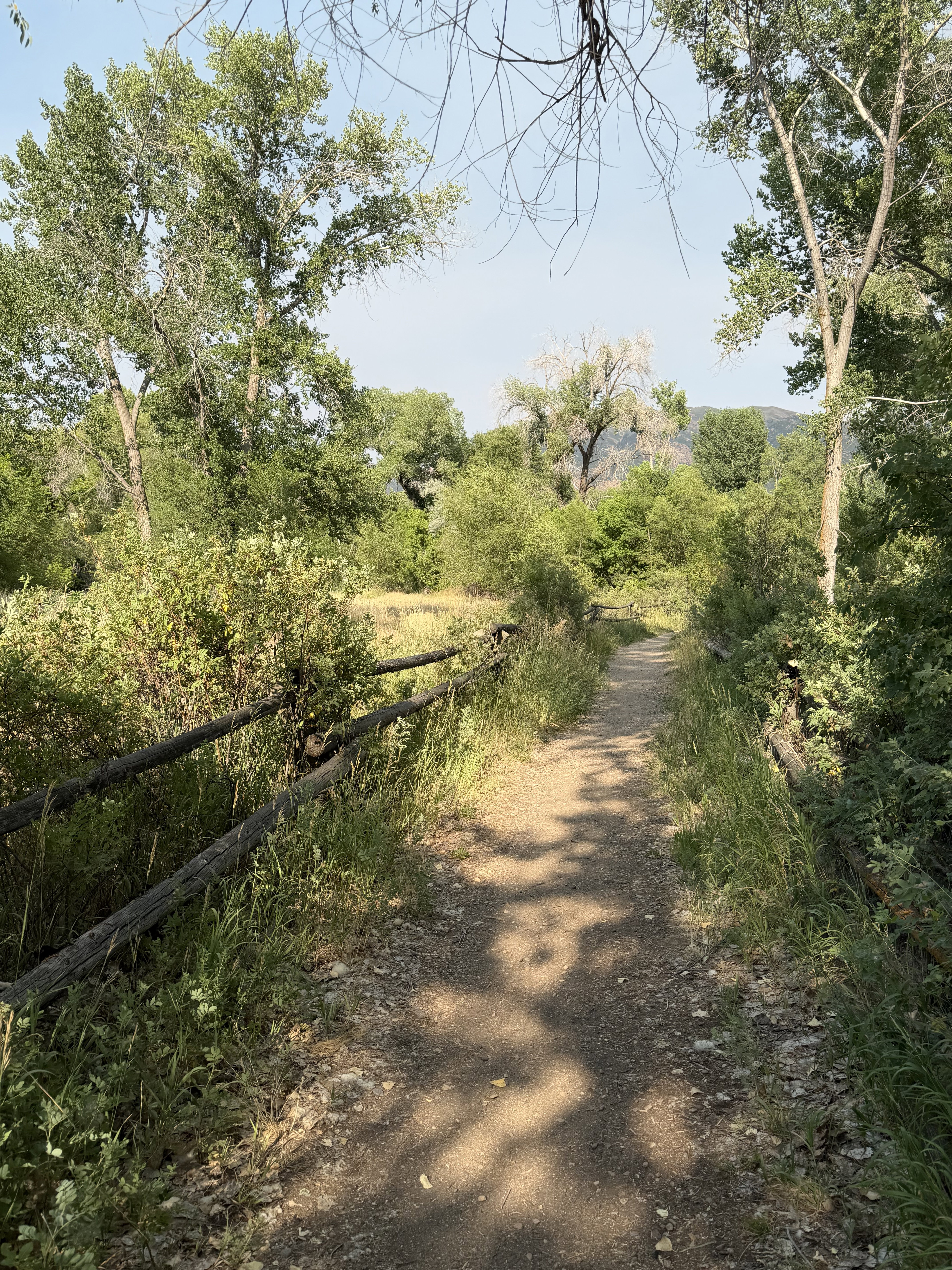 Natural landscape featuring a walking path, abundant mature trees, dense foliage, and a rustic wooden fence